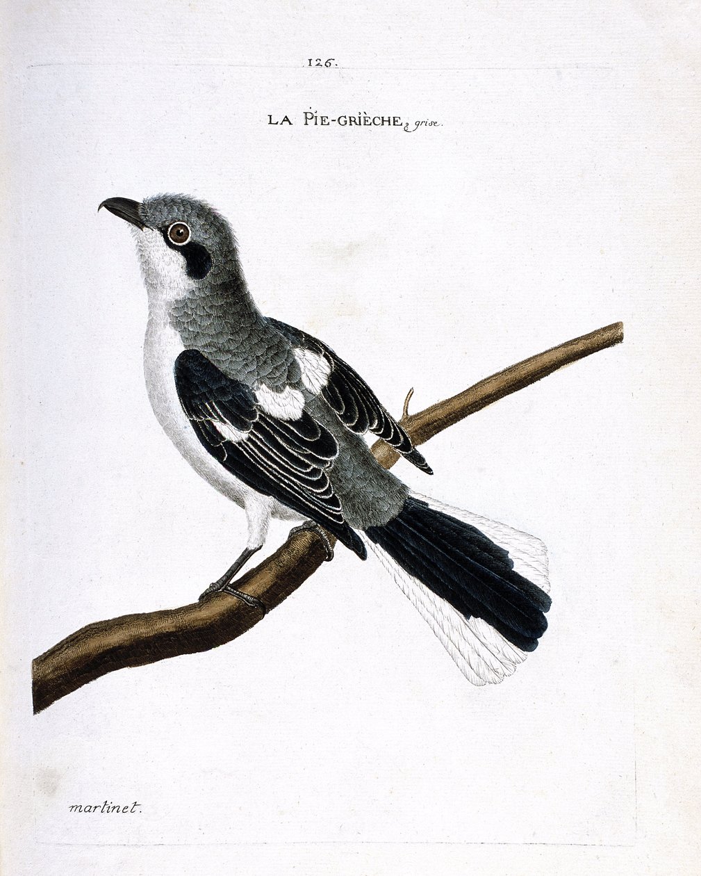 Zoolojik grafik (ornitoloji): bir dalda gri grieche (gri örümcek kuşu veya lanius excubitor). Francois Nicolas Martinet (1731-1800) tarafından "Görünen ve Hassas Yönleriyle Boyanmış Kuşların Tarihi" adlı illüstrasyon. Özel koleksiyon. by Francois Nicolas Martinet