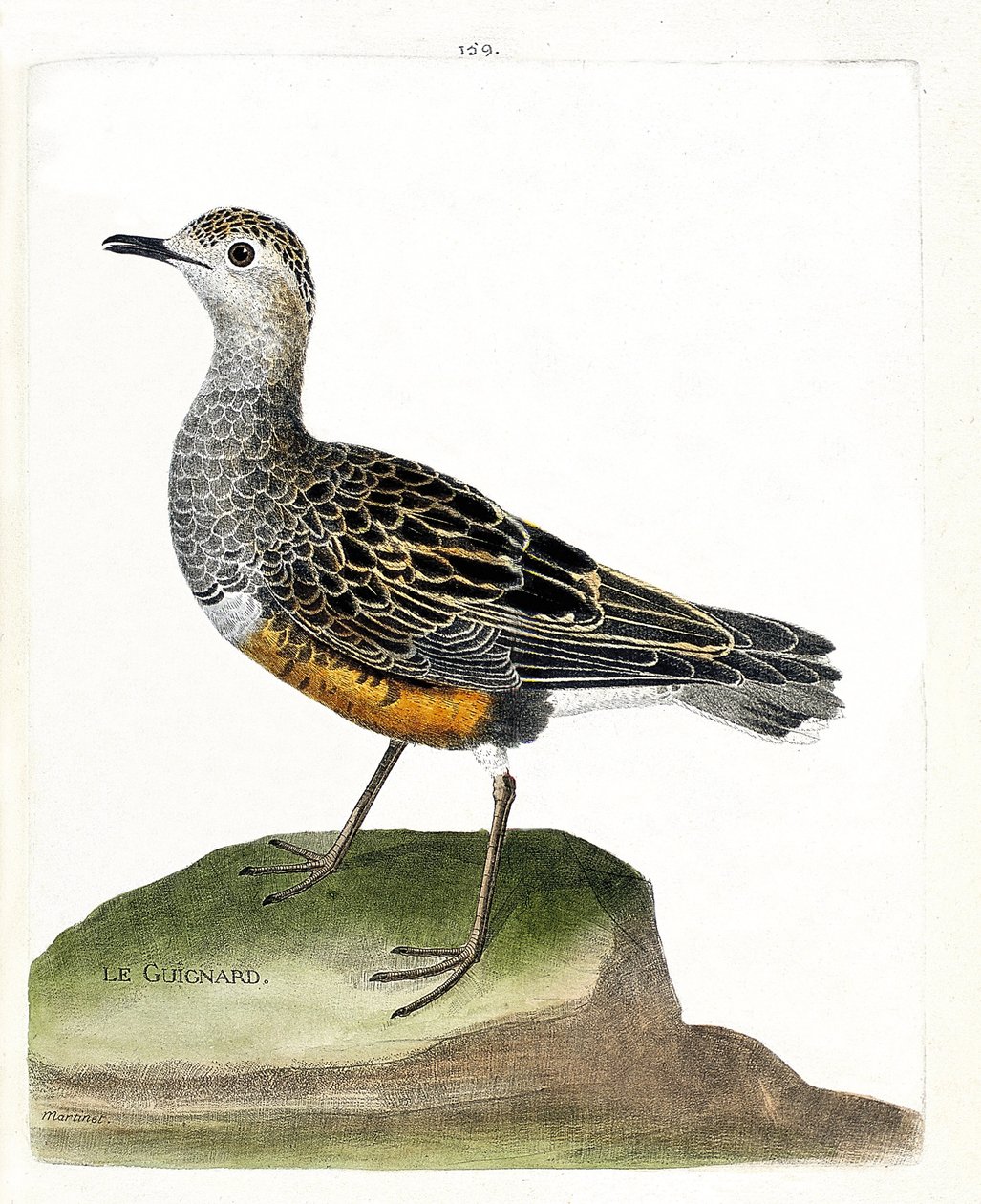 Zoolojik harita (ornitoloji): guignard (guignard cılıbıt veya eudromias morinellus). Francois Nicolas Martinet (1731-1800) tarafından "Görünen ve Hassas Yönleriyle Boyanmış Kuşların Tarihi" adlı illüstrasyon. Özel koleksiyon. by Francois Nicolas Martinet