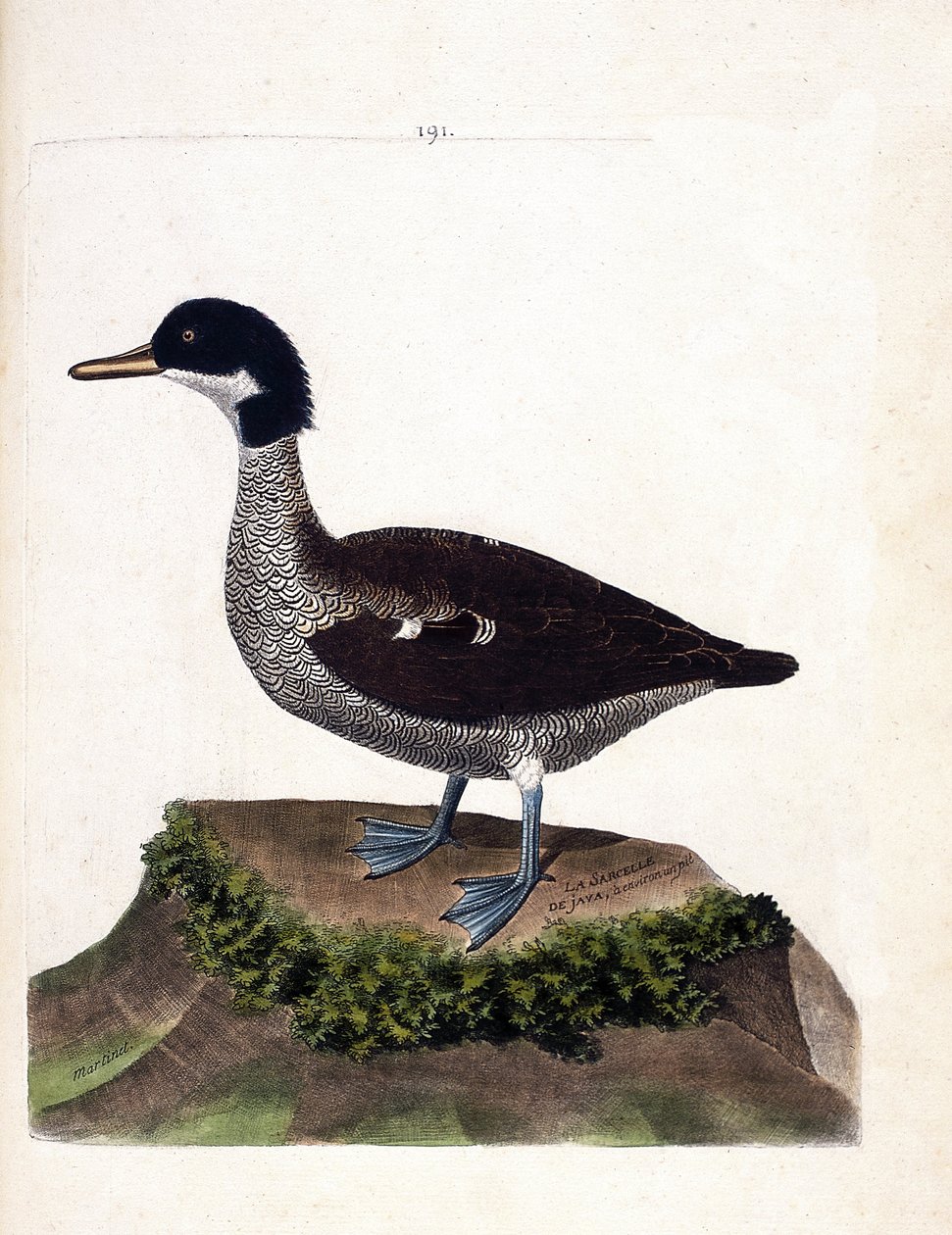 Zoolojik harita (ornitoloji): java deniz mavisi (gri deniz mavisi veya anas gibberifrons). Francois Nicolas Martinet (1731-1800) tarafından "Görünen ve Hassas Yönleriyle Boyanmış Kuşların Tarihi" adlı illüstrasyon. Özel koleksiyon. by Francois Nicolas Martinet