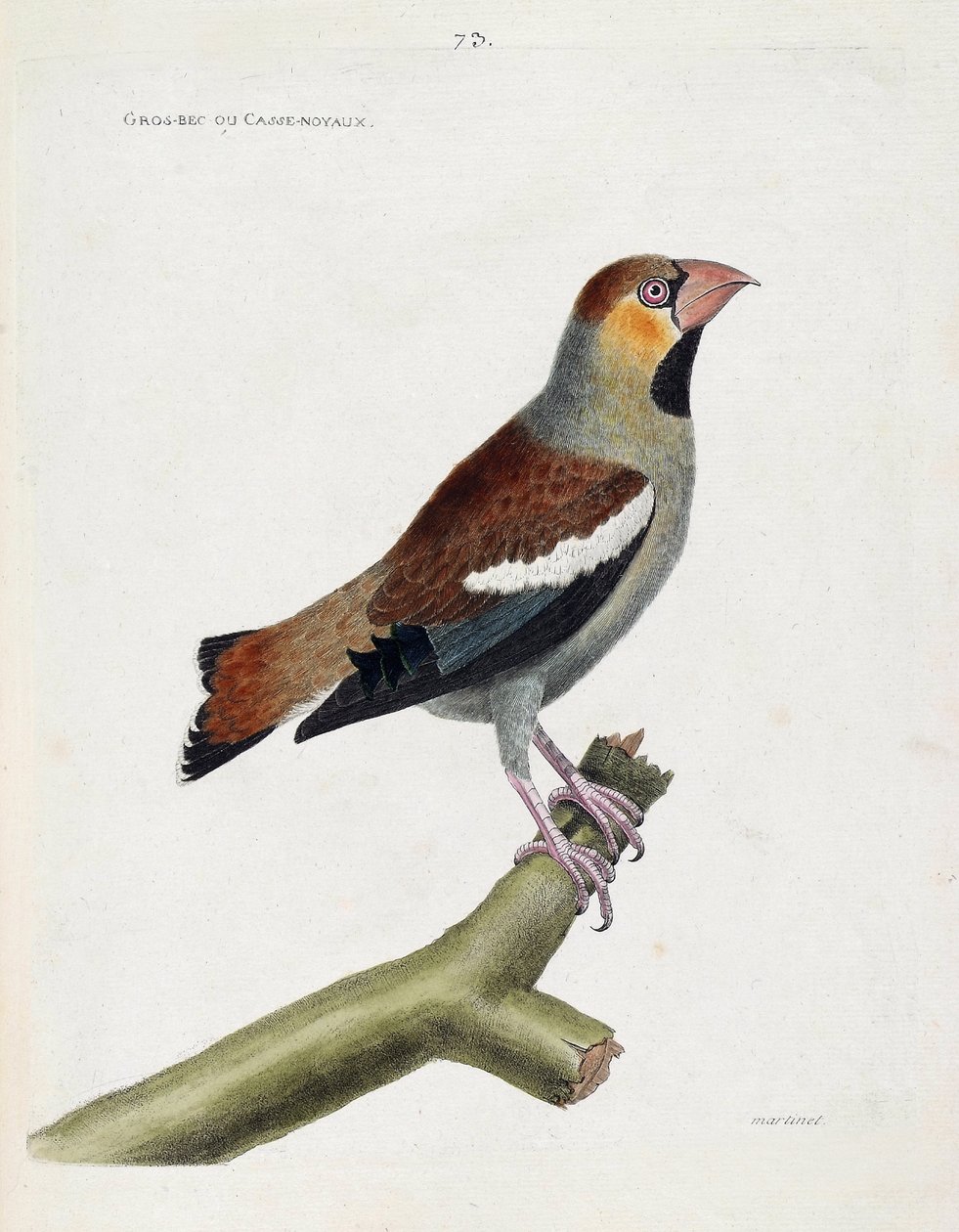 Zoolojik tablo (ornitoloji): bir dalda büyük gaga (grosbeak) veya çekirdekler (coccauthrausts). Francois Nicolas Martinet (1731-1800) tarafından "Görünen ve Hassas Yönleriyle Boyanmış Kuşların Tarihi" adlı illüstrasyon. Özel koleksiyon. by Francois Nicolas Martinet