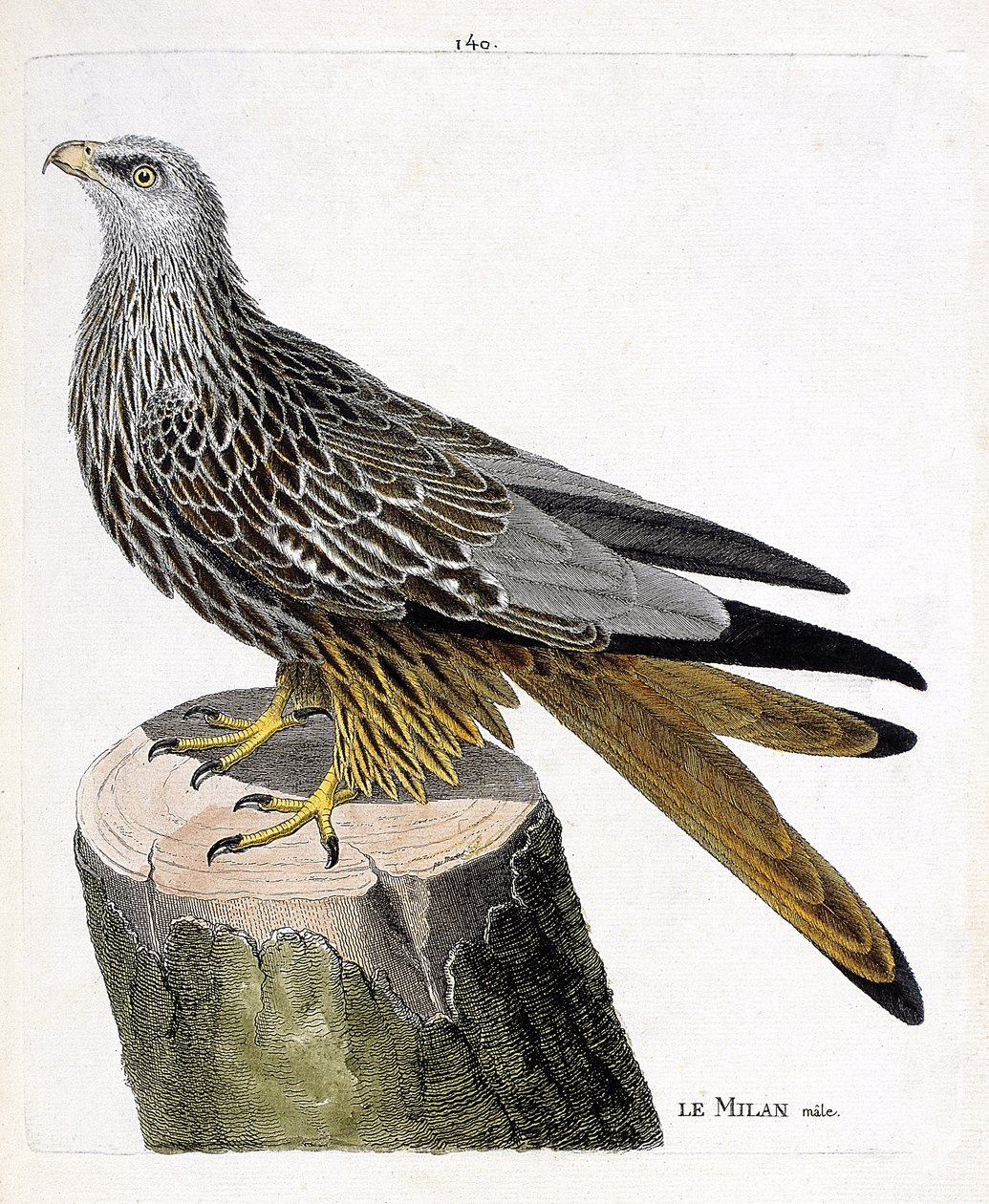 Zoolojik harita (ornitoloji): erkek Milan (kraliyet veya milvus milvus). Francois Nicolas Martinet (1731-1800) tarafından "Görünen ve Hassas Yönleriyle Boyanmış Kuşların Tarihi" adlı illüstrasyon. Özel koleksiyon. by Francois Nicolas Martinet