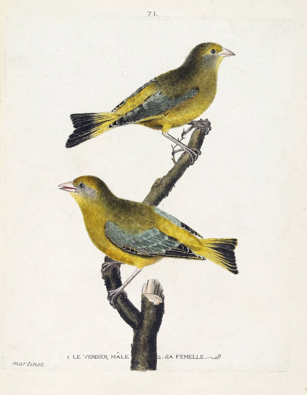 Zoolojik harita (ornitoloji): bir dalda erkek ve dişi verdier (Avrupa verdier veya carduelis chloris). Francois Nicolas Martinet (1731-1800) tarafından "Görünen ve Hassas Yönleriyle Boyanmış Kuşların Tarihi" adlı illüstrasyon. özel col by Francois Nicolas Martinet