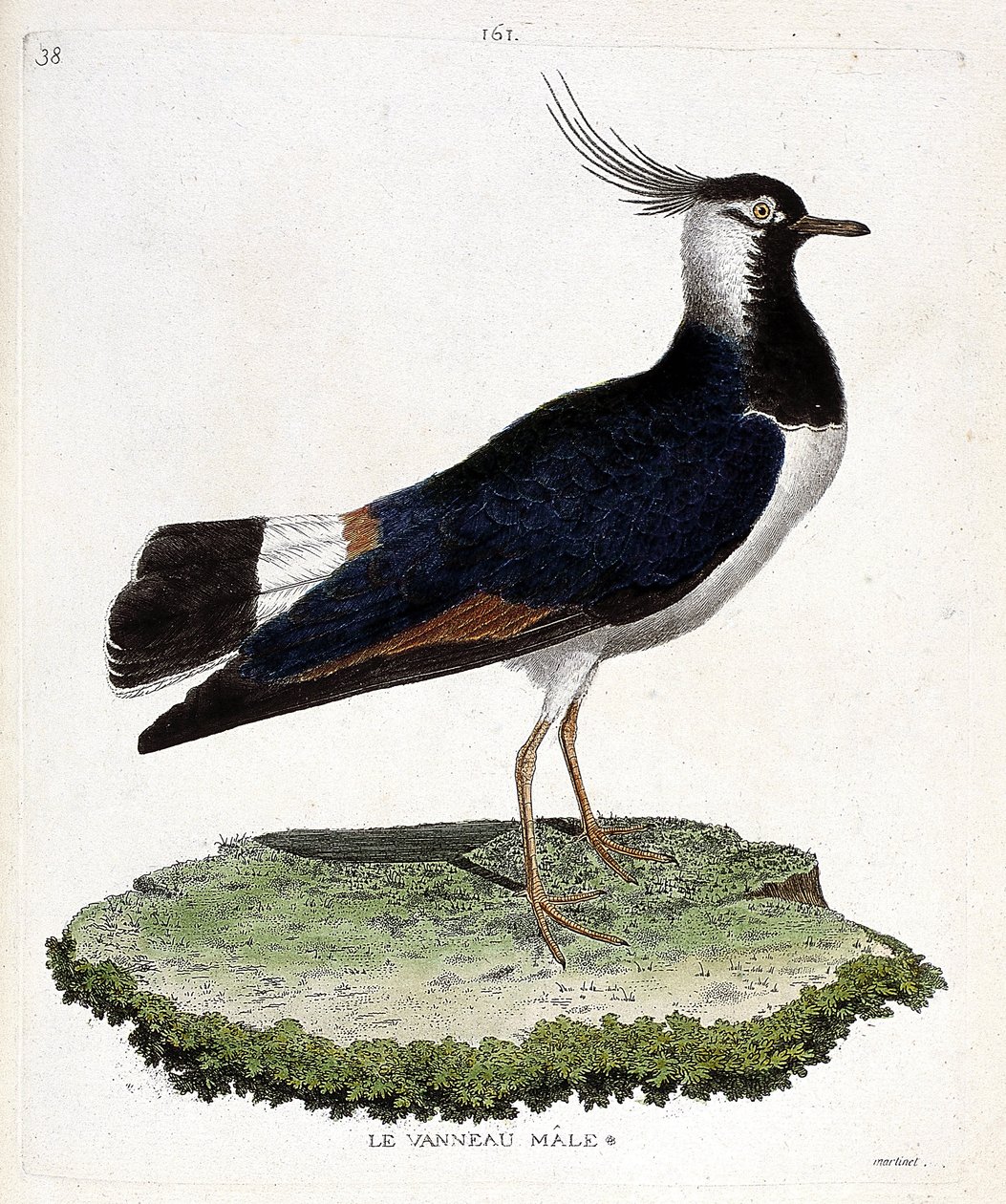 Zoolojik harita (ornitoloji): erkek kuzu (ilmekli veya vanellus vanellus). Francois Nicolas Martinet (1731-1800) tarafından "Görünen ve Hassas Yönleriyle Boyanmış Kuşların Tarihi" adlı illüstrasyon. Özel koleksiyon. by Francois Nicolas Martinet