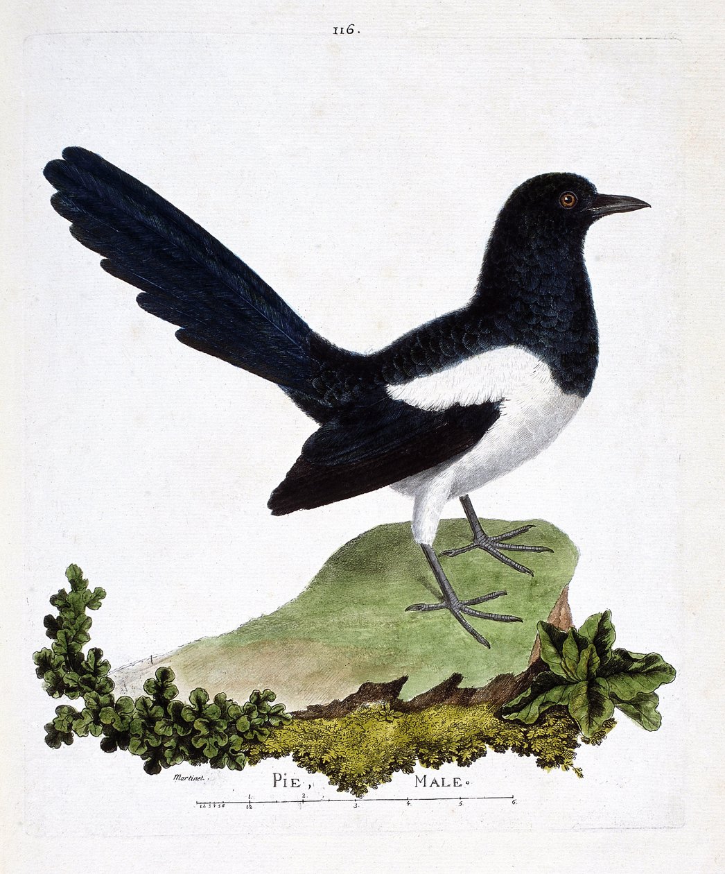 Zoolojik harita (ornitoloji): erkek saksağan veya konuşkan turta (pika pika). Francois Nicolas Martinet (1731-1800) tarafından "Görünen ve Hassas Yönleriyle Boyanmış Kuşların Tarihi" adlı illüstrasyon. Özel koleksiyon. by Francois Nicolas Martinet
