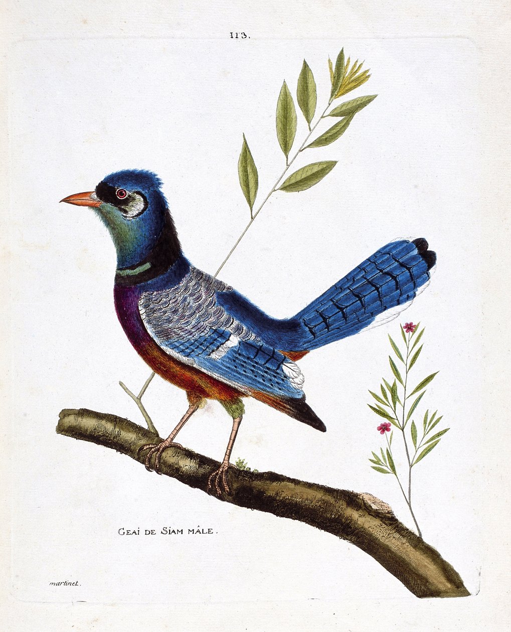 Zoolojik grafik (ornitoloji): erkek siam alakargası (mavi alakarga veya cyanocitta cristata) bir dalda. Francois Nicolas Martinet (1731-1800) tarafından "Görünen ve Hassas Yönleriyle Boyanmış Kuşların Tarihi" adlı illüstrasyon. Özel koleksiyon. by Francois Nicolas Martinet