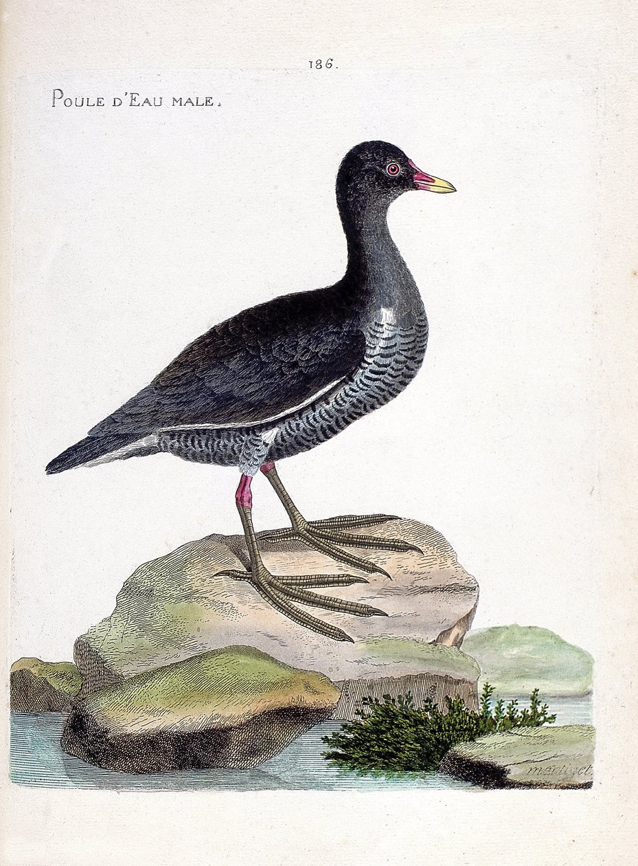 Zoolojik harita (ornitoloji): erkek su tavuğu (su tavuğu veya gallinula kloropus). Francois Nicolas Martinet (1731-1800) tarafından "Görünen ve Hassas Yönleriyle Boyanmış Kuşların Tarihi" adlı illüstrasyon. Özel koleksiyon. by Francois Nicolas Martinet