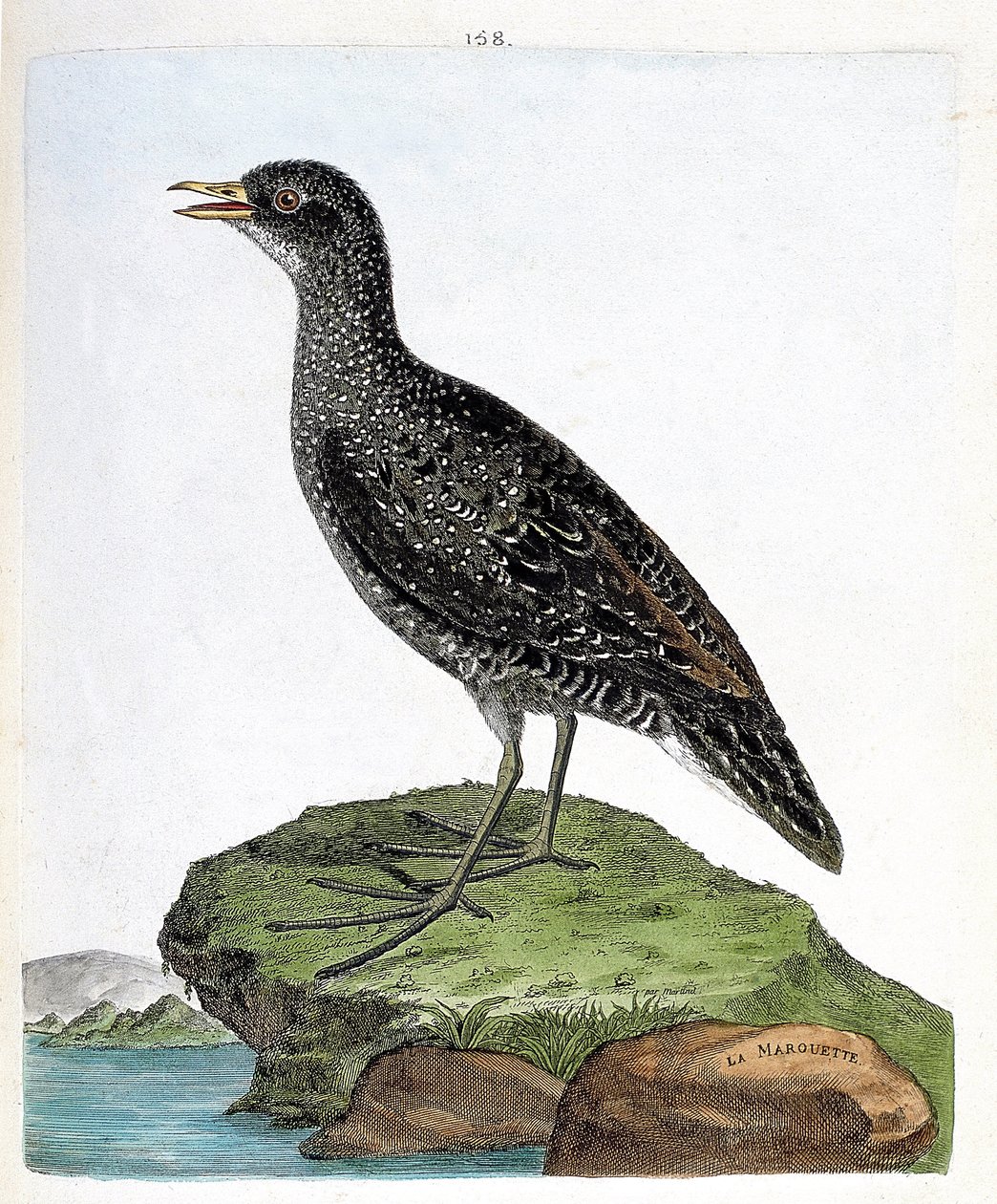 Zoolojik harita (ornitoloji): marouette (nokta marouette veya porzana porzana). Francois Nicolas Martinet (1731-1800) tarafından "Görünen ve Hassas Yönleriyle Boyanmış Kuşların Tarihi" adlı illüstrasyon. Özel koleksiyon. by Francois Nicolas Martinet