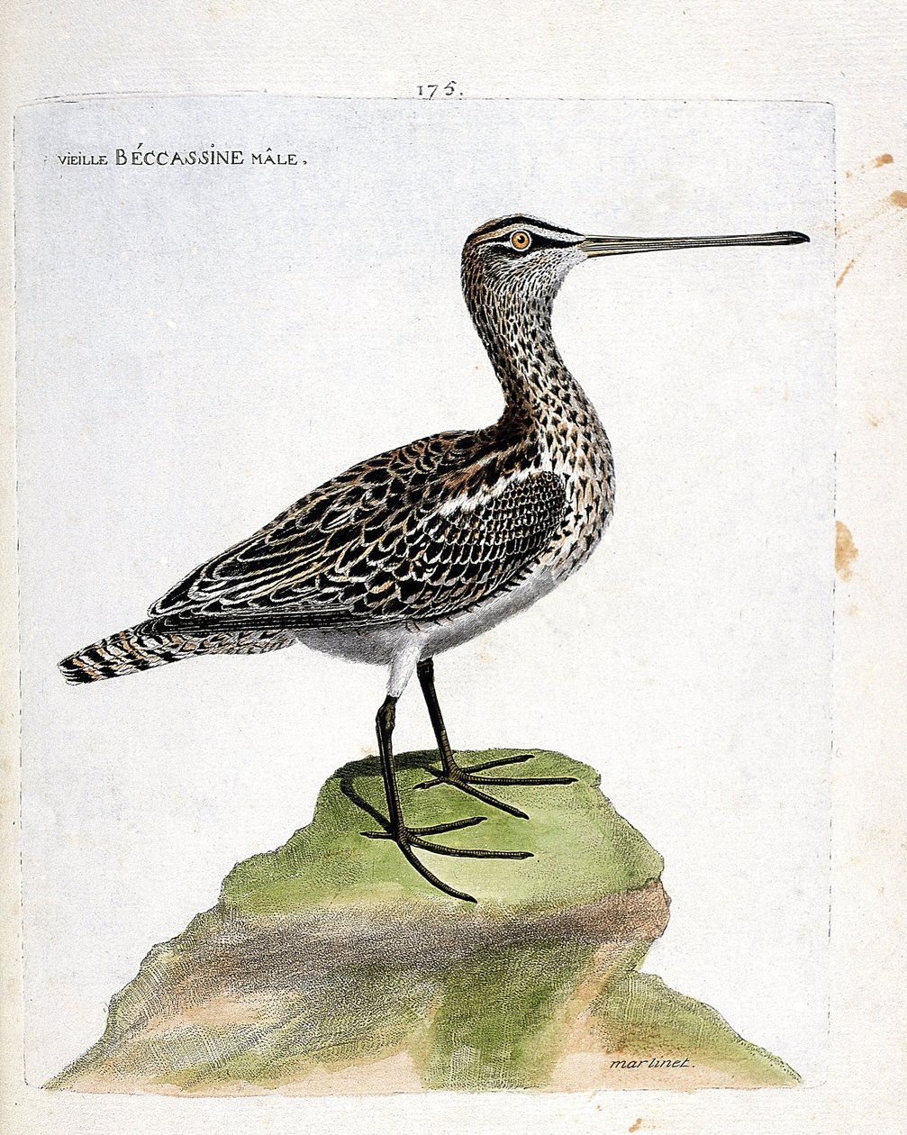 Zoolojik harita (ornitoloji): yaşlı erkek becassine (bataklık becassine veya gallinago gallinago). Francois Nicolas Martinet (1731-1800) tarafından "Görünen ve Hassas Yönleriyle Boyanmış Kuşların Tarihi" adlı illüstrasyon. Özel koleksiyon. by Francois Nicolas Martinet