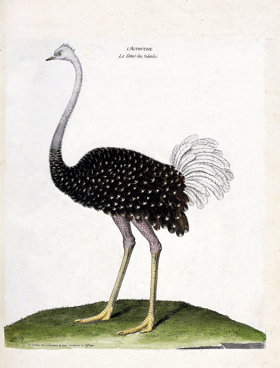 Zoolojik harita (ornitoloji): devekuşu (struthio camelus). Francois Nicolas Martinet (1731-1800) tarafından "Görünen ve Hassas Yönleriyle Boyanmış Kuşların Tarihi" adlı illüstrasyon. Özel koleksiyon. by Francois Nicolas Martinet