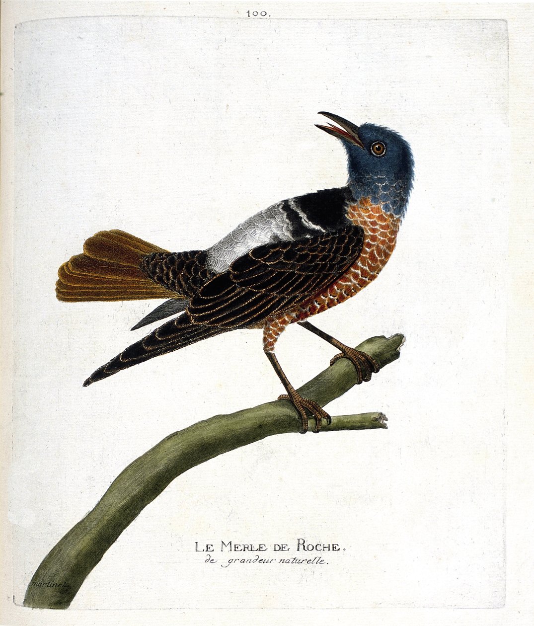 Zoolojik harita (ornitoloji): kara karatavuk (kara karatavuk veya monticola saxatilis). Francois Nicolas Martinet (1731-1800) tarafından "Görünen ve Hassas Yönleriyle Boyanmış Kuşların Tarihi" adlı illüstrasyon. Özel koleksiyon. by Francois Nicolas Martinet