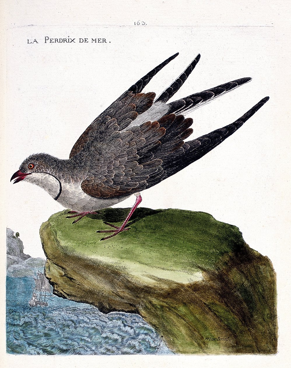 Zoolojik harita (ornitoloji): deniz kekliği (glareole bir kolye veya glareola pratincola). Francois Nicolas Martinet (1731-1800) tarafından "Görünen ve Hassas Yönleriyle Boyanmış Kuşların Tarihi" adlı illüstrasyon. Özel koleksiyon. by Francois Nicolas Martinet