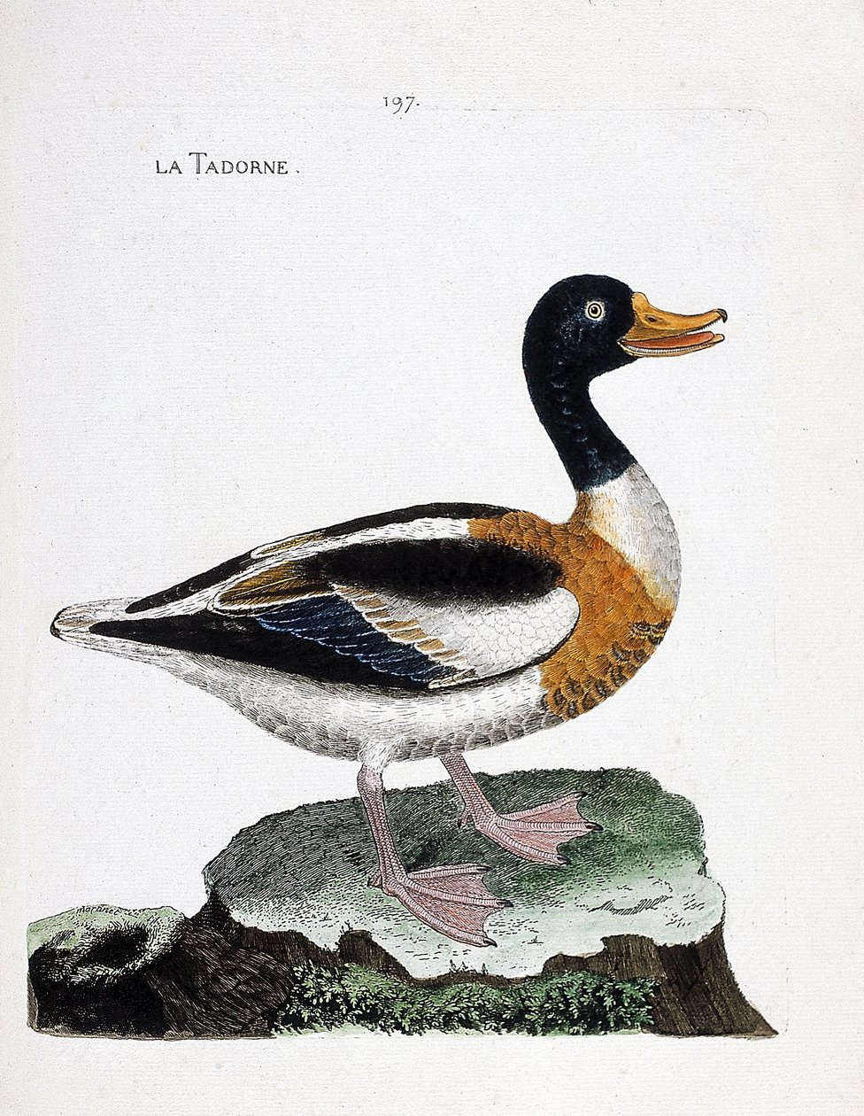 Zoolojik harita (ornitoloji): tadorne (tadorne de belon veya tadorna tadorna). Francois Nicolas Martinet (1731-1800) tarafından "Görünen ve Hassas Yönleriyle Boyanmış Kuşların Tarihi" adlı illüstrasyon. Özel koleksiyon. by Francois Nicolas Martinet