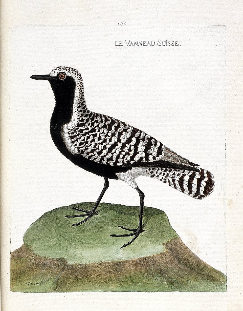 Zoolojik harita (ornitoloji): İsviçre kuzusu (gümüş yonca veya pluvialis squatarola). Francois Nicolas Martinet (1731-1800) tarafından "Görünen ve Hassas Yönleriyle Boyanmış Kuşların Tarihi" adlı illüstrasyon. Özel koleksiyon. by Francois Nicolas Martinet