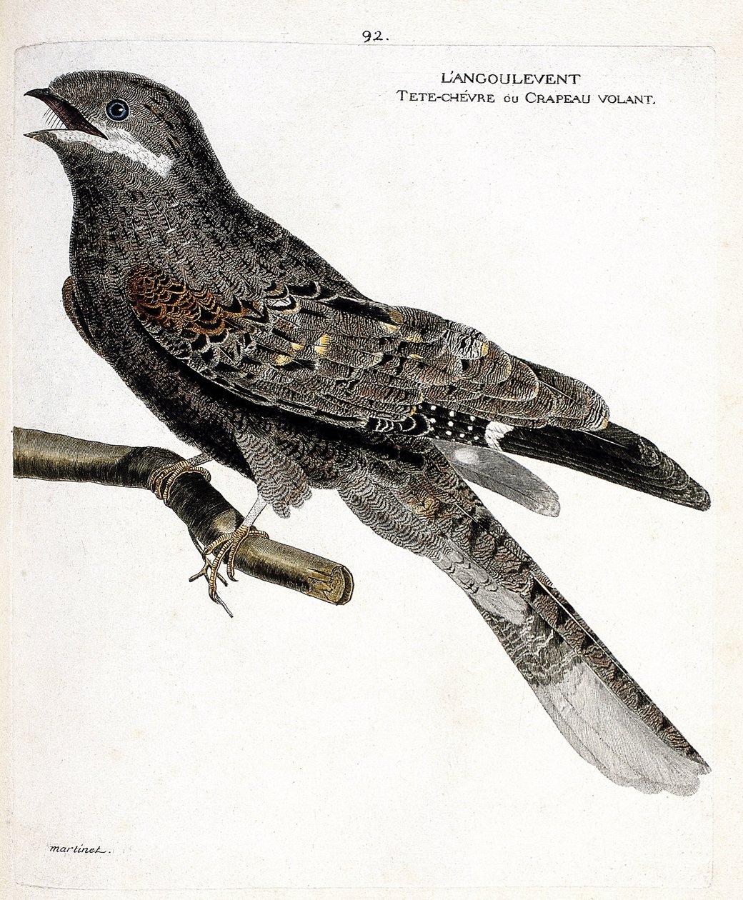 Zoolojik çizelge (ornitoloji): bir daldaki angulvent (Avrupa gece şahini veya caprimulgus europaeus). Francois Nicolas Martinet (1731-1800) tarafından "Görünen ve Hassas Yönleriyle Boyanmış Kuşların Tarihi" adlı illüstrasyon. özel koleksiyon by Francois Nicolas Martinet