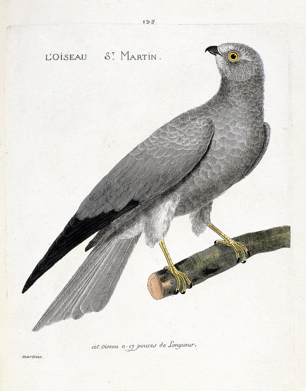 Zoolojik çizelge (ornitoloji): bir daldaki kuş aziz martin (busard aziz martin veya sirk cyaneus). Francois Nicolas Martinet (1731-1800) tarafından "Görünen ve Hassas Yönleriyle Boyanmış Kuşların Tarihi" adlı illüstrasyon. özel koleksiyon by Francois Nicolas Martinet