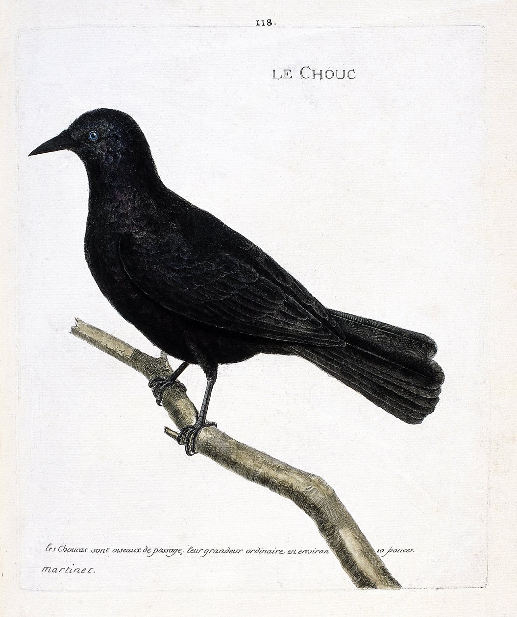 Zoolojik harita (ornitoloji): Bir daldaki lahana (kulelerin lahanası veya corvus monedula). Francois Nicolas Martinet (1731-1800) tarafından "Görünen ve Hassas Yönleriyle Boyanmış Kuşların Tarihi" adlı illüstrasyon. Özel koleksiyon. by Francois Nicolas Martinet