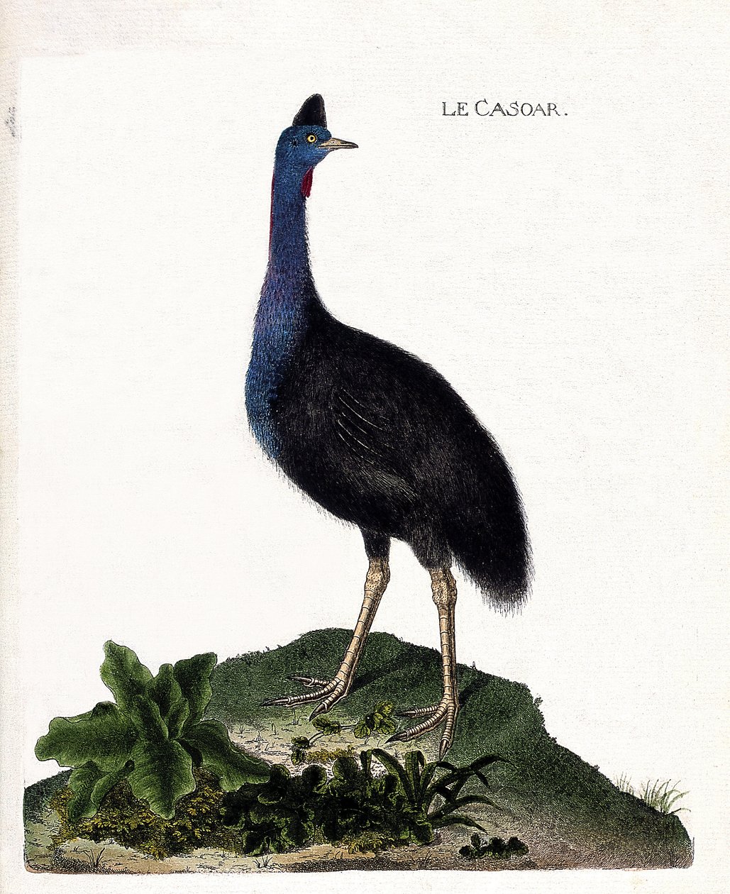 Zoolojik harita (ornitoloji): casoar (casoar bir kask veya cassuarius cassuarius). Francois Nicolas Martinet (1731-1800) tarafından "Görünen ve Hassas Yönleriyle Boyanmış Kuşların Tarihi" adlı illüstrasyon. Özel koleksiyon. by Francois Nicolas Martinet
