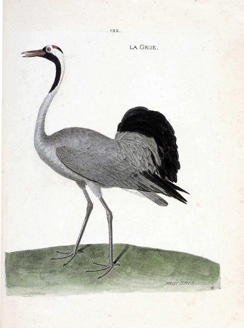 Zoolojik çizelge (ornitoloji): turna (dişli turna veya grus grus) - Francois Nicolas Martinet (1731-1800) tarafından kaleme alınan “Kuşların tarihi, belirgin ve hassas yönleriyle resmedilmiştir” - Özel koleksiyon by Francois Nicolas Martinet