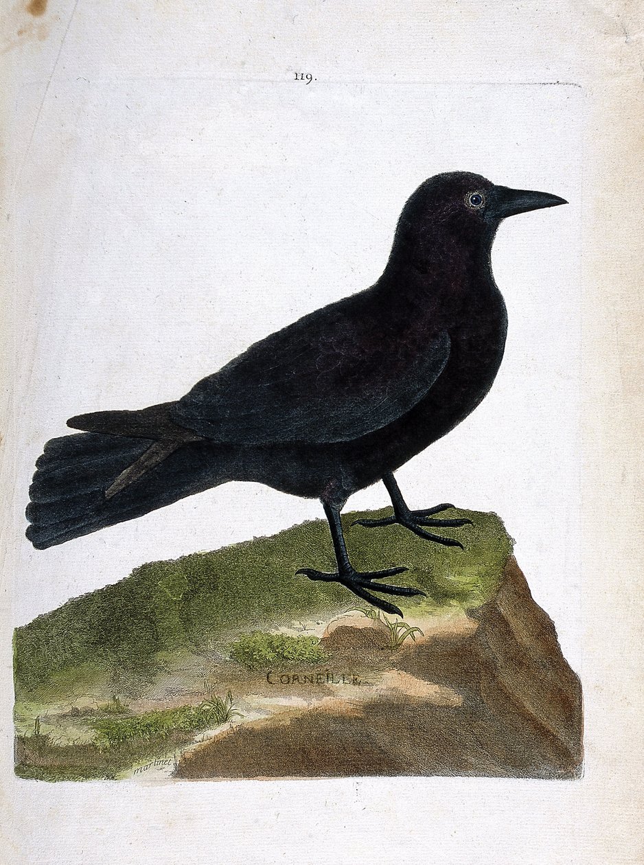 Zoolojik harita (ornitoloji): karga (kara karga veya corvus corone). Francois Nicolas Martinet (1731-1800) tarafından "Görünen ve Hassas Yönleriyle Boyanmış Kuşların Tarihi" adlı illüstrasyon. Özel koleksiyon. by Francois Nicolas Martinet