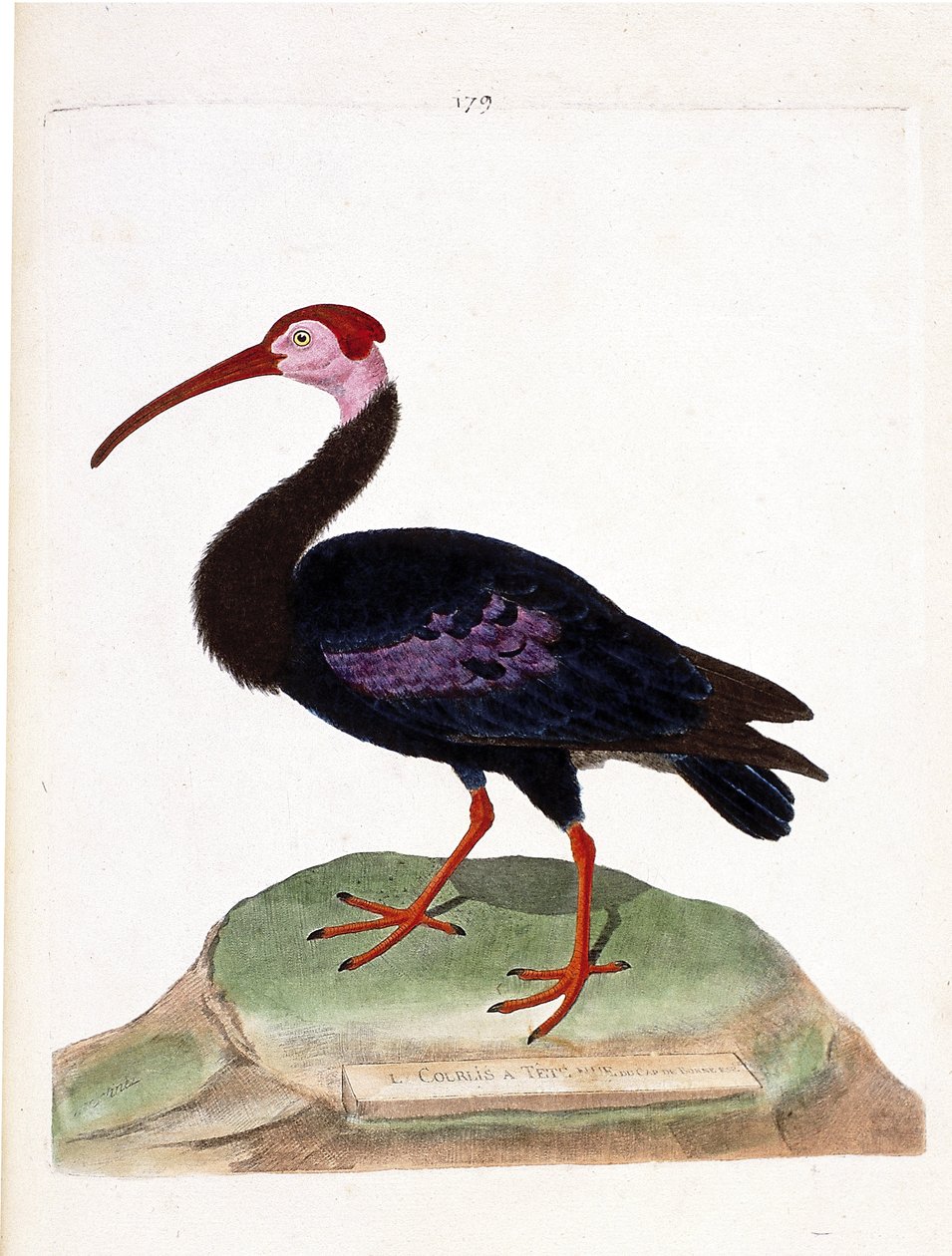 Zoolojik çizelge (ornitoloji): Kıvırcık, çıplak bir umut başlığına sahiptir (ibis du cap veya geronticus calvus). Francois Nicolas Martinet (1731-1800) tarafından "Görünüşleri ve Hassas Yönleriyle Boyanmış Kuşların Tarihi" adlı illüstrasyon. P by Francois Nicolas Martinet