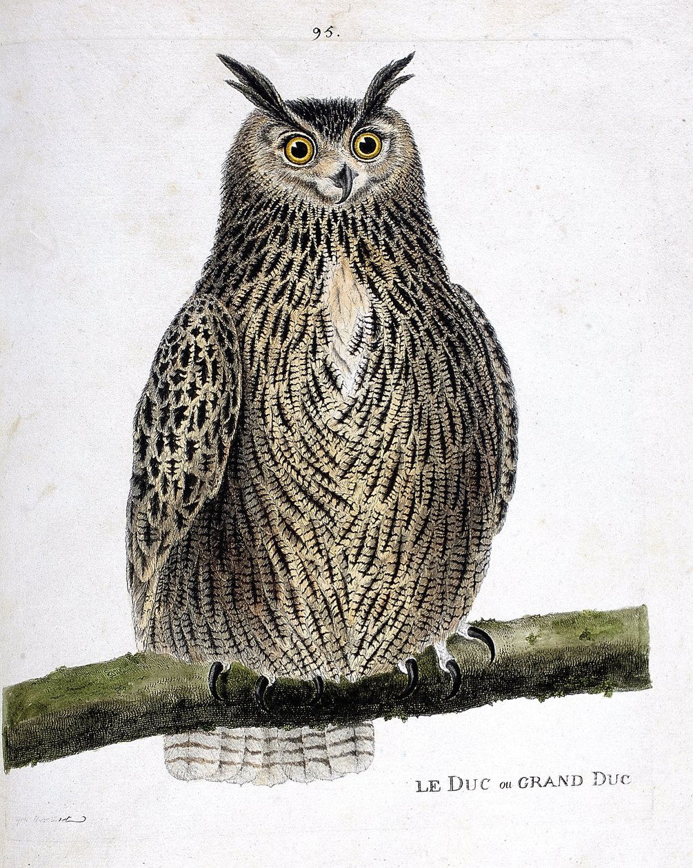 Zoolojik çizelge (ornitoloji): Bir daldaki dük ya da büyük dük (büyük dük ya da bubo bubo). Francois Nicolas Martinet (1731-1800) tarafından "Görünen ve Hassas Yönleriyle Boyanmış Kuşların Tarihi" adlı illüstrasyon. Özel koleksiyon. by Francois Nicolas Martinet