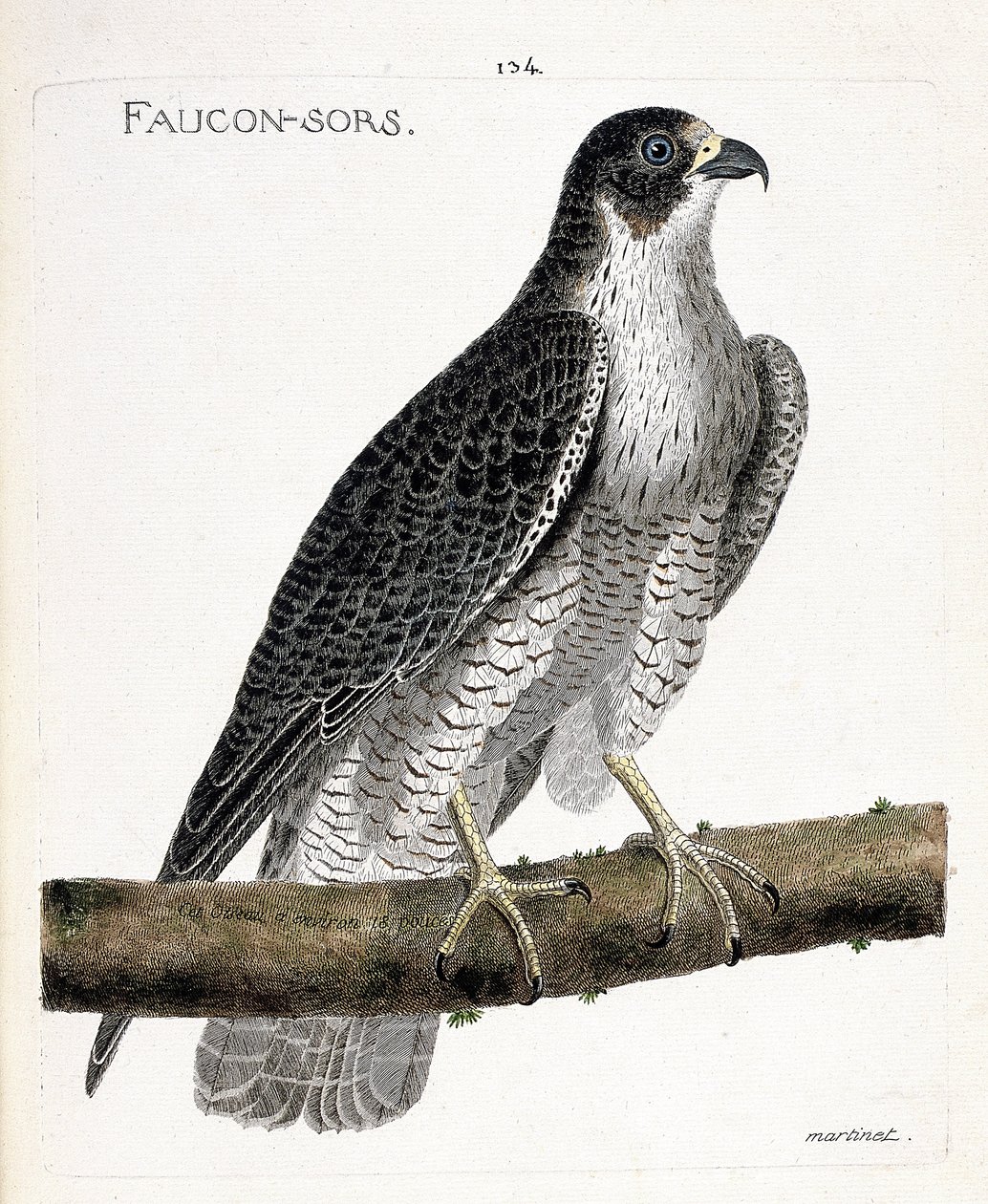Zoolojik harita (ornitoloji): şahin bir dalda çıkar veya şahin çıkar (pelerine şahin veya falco peregrinus). Francois Nicolas Martinet (1731-1800) tarafından "Görünen ve Hassas Yönleriyle Boyanmış Kuşların Tarihi" adlı illüstrasyon. Pri by Francois Nicolas Martinet