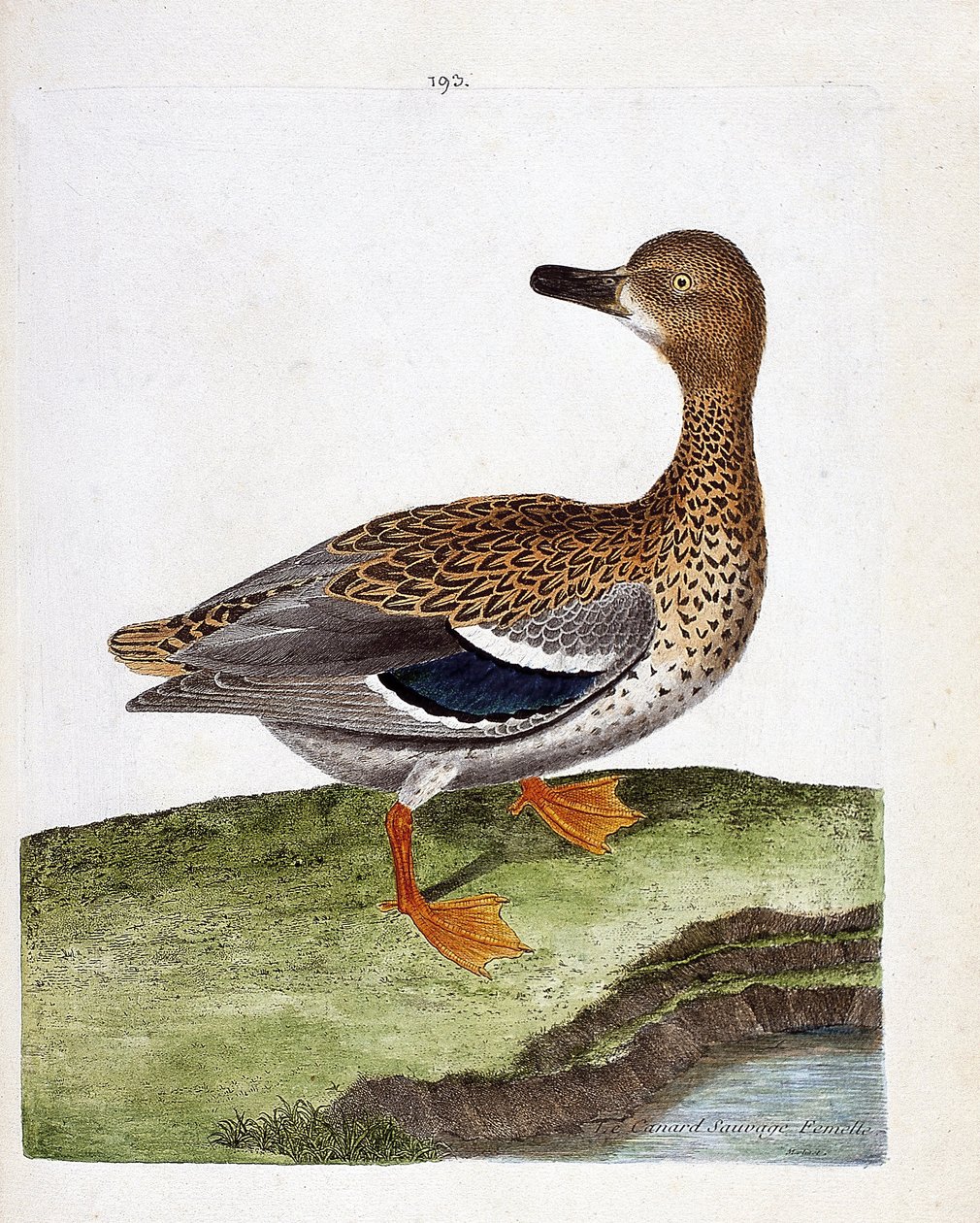 Zoolojik harita (ornitoloji): dişi yaban ördeği (yeşilbaş ördeği veya anas platyrhynchos). Francois Nicolas Martinet (1731-1800) tarafından "Görünen ve Hassas Yönleriyle Boyanmış Kuşların Tarihi" adlı illüstrasyon. Özel koleksiyon. by Francois Nicolas Martinet