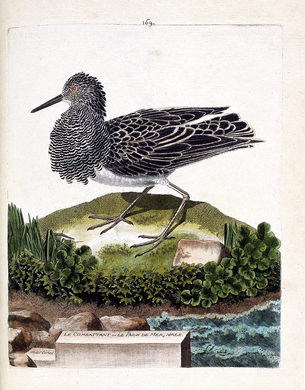 Zoolojik harita (ornitoloji): avcı veya erkek deniz tavus kuşu (avcı değişir veya philomachus pugnax). Francois Nicolas Martinet (1731-1800) tarafından "Görünen ve Hassas Yönleriyle Boyanmış Kuşların Tarihi" adlı illüstrasyon. özel kolej by Francois Nicolas Martinet