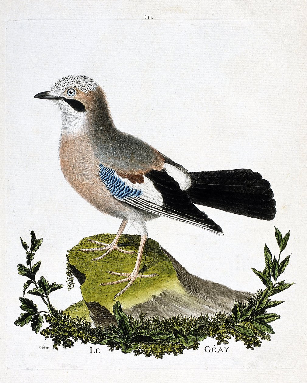 Zoolojik çizelge (ornitoloji): geay (kanal alakargası veya garrulus glandarius). Francois Nicolas Martinet (1731-1800) tarafından "Görünen ve Hassas Yönleriyle Boyanmış Kuşların Tarihi" adlı illüstrasyon. Özel koleksiyon. by Francois Nicolas Martinet
