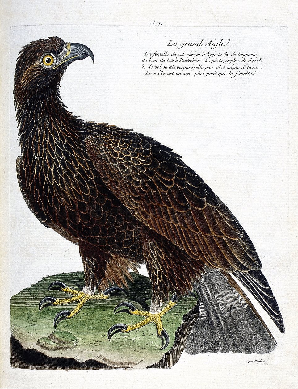 Zoolojik harita (ornitoloji): büyük kartal (kraliyet kartalı veya aquila chrysaetos). Francois Nicolas Martinet (1731-1800) tarafından "Görünen ve Hassas Yönleriyle Boyanmış Kuşların Tarihi" adlı illüstrasyon. Özel koleksiyon. by Francois Nicolas Martinet