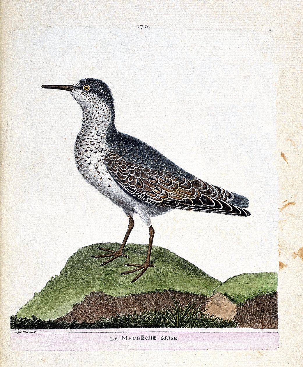 Zoolojik harita (ornitoloji): gri maubeche (mor gaga veya calidris maritima). Francois Nicolas Martinet (1731-1800) tarafından "Görünen ve Hassas Yönleriyle Boyanmış Kuşların Tarihi" adlı illüstrasyon. Özel koleksiyon. by Francois Nicolas Martinet