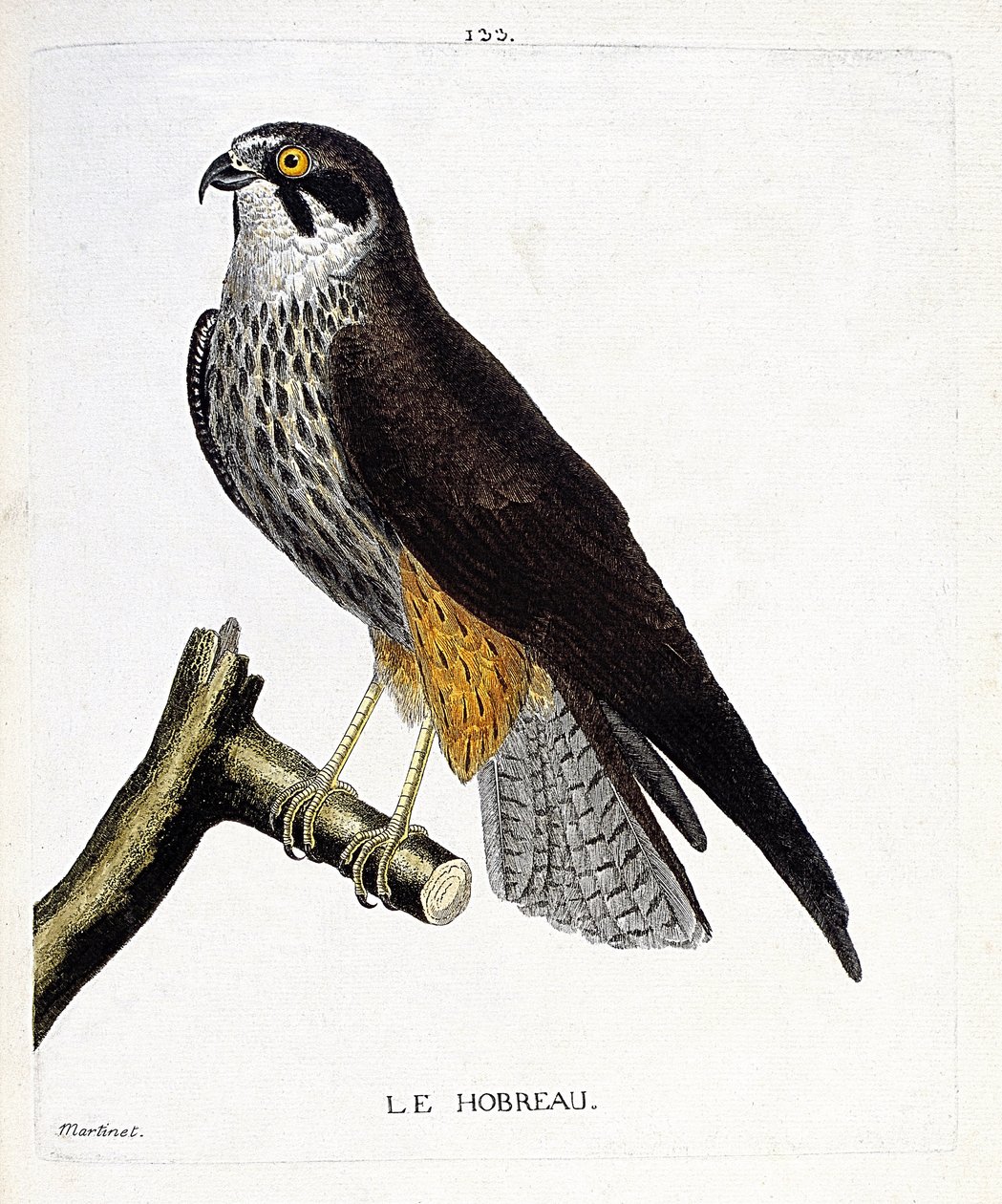 Zoolojik harita (ornitoloji): Bir daldaki hobreau (şahin veya şahin subbuteo). Francois Nicolas Martinet (1731-1800) tarafından "Görünen ve Hassas Yönleriyle Boyanmış Kuşların Tarihi" adlı illüstrasyon. Özel koleksiyon. by Francois Nicolas Martinet