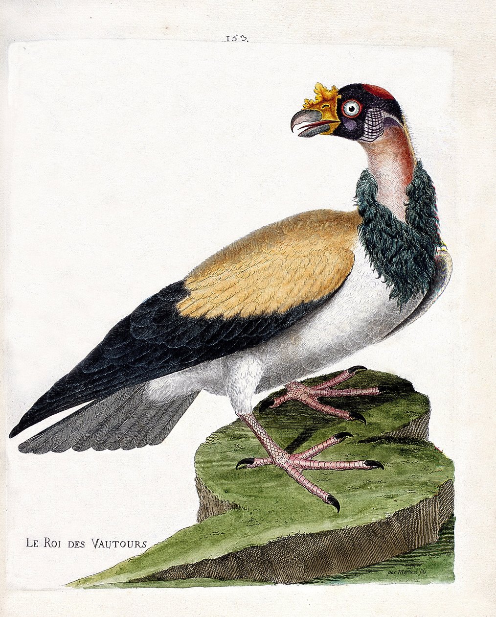 Zoolojik harita (ornitoloji): akbabaların kralı (sarcoramph king veya sarcoramphus papa). Francois Nicolas Martinet (1731-1800) tarafından "Görünen ve Hassas Yönleriyle Boyanmış Kuşların Tarihi" adlı illüstrasyon. Özel koleksiyon. by Francois Nicolas Martinet