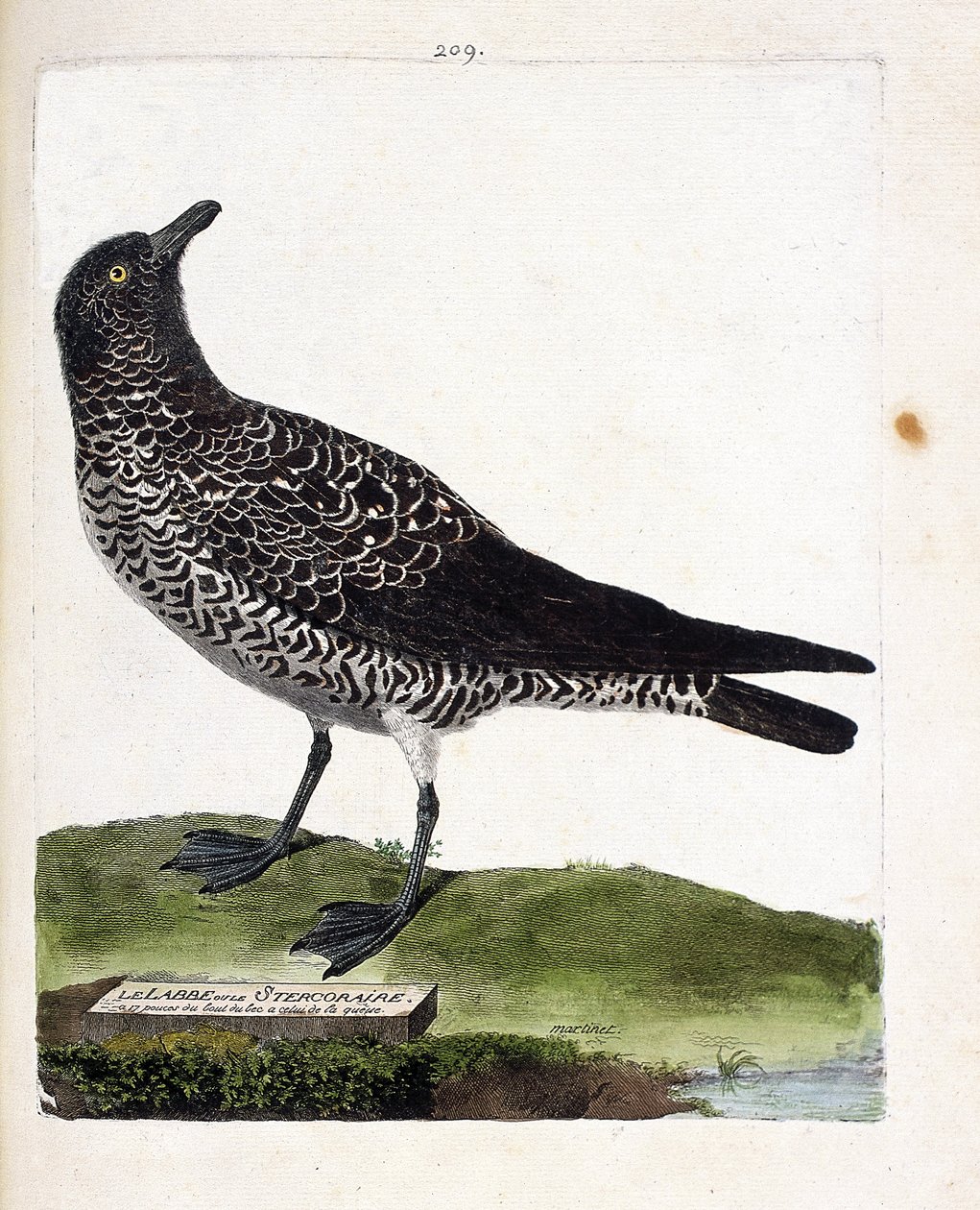 Zoolojik harita (ornitoloji): labbe veya stercorar (pomarin labbe veya stercorarius pomarinus). Francois Nicolas Martinet (1731-1800) tarafından "Görünen ve Hassas Yönleriyle Boyanmış Kuşların Tarihi" adlı illüstrasyon. Özel koleksiyon. by Francois Nicolas Martinet