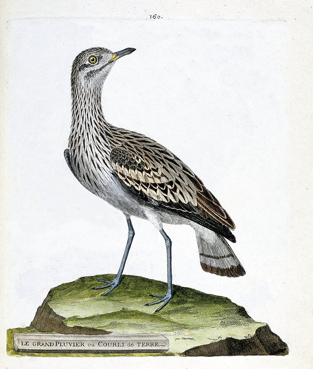 Zoolojik çizelge (ornitoloji): büyük cılıbıt veya karga (oedicneme criard (Burhinus oedicnemus) François Nicolas Martinet (1731-1800) tarafından kaleme alınan “Kuşların Tarihi, Görünüşlerinde ve Hassas Yönleriyle Boyanmıştır” adlı resim. Özel koleksiyon. by Francois Nicolas Martinet