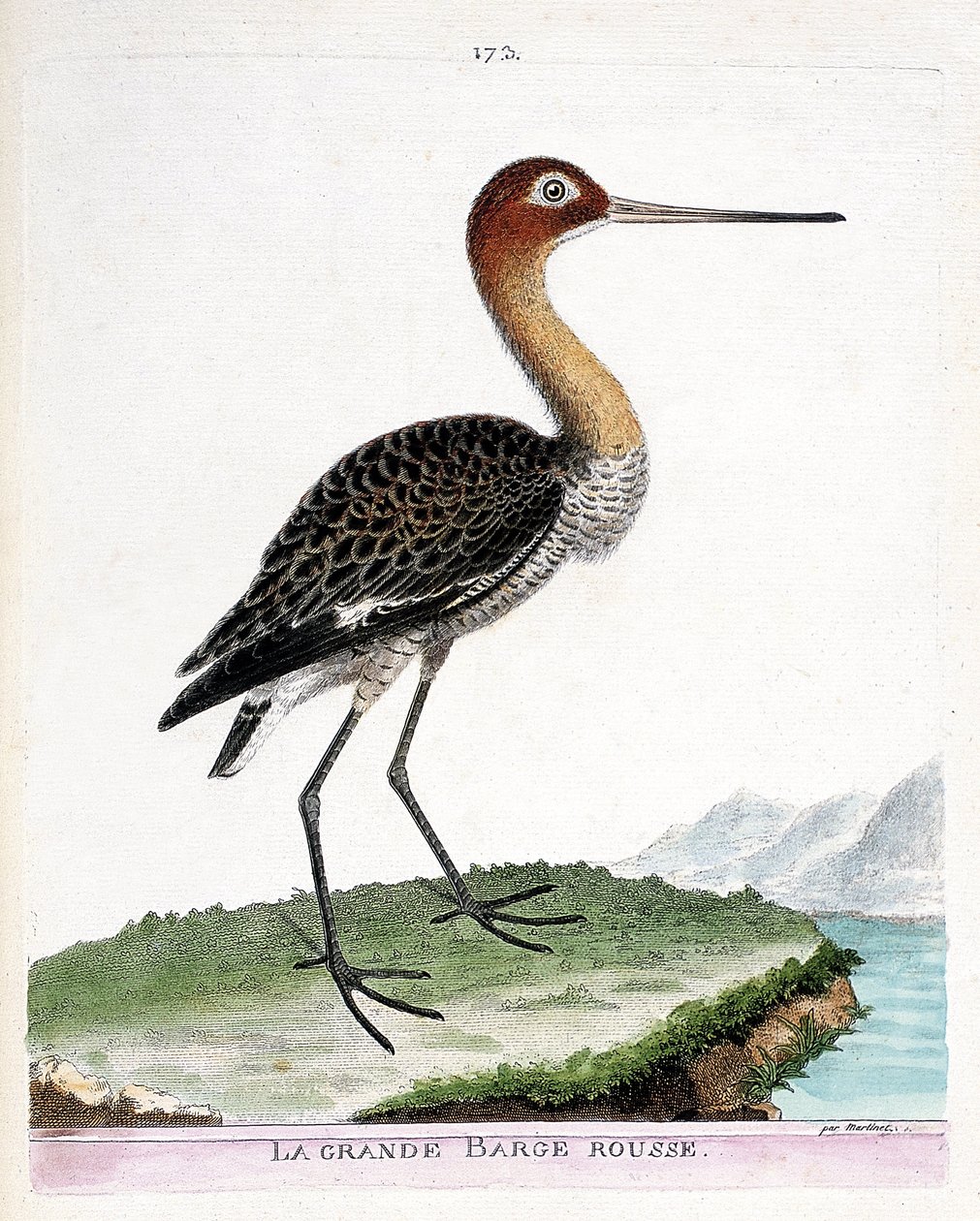Zoolojik harita (ornitoloji): büyük kırmızı mavna (siyah kuyruklu mavna veya limosa limosa). Francois Nicolas Martinet (1731-1800) tarafından "Görünen ve Hassas Yönleriyle Boyanmış Kuşların Tarihi" adlı illüstrasyon. Özel koleksiyon. by Francois Nicolas Martinet