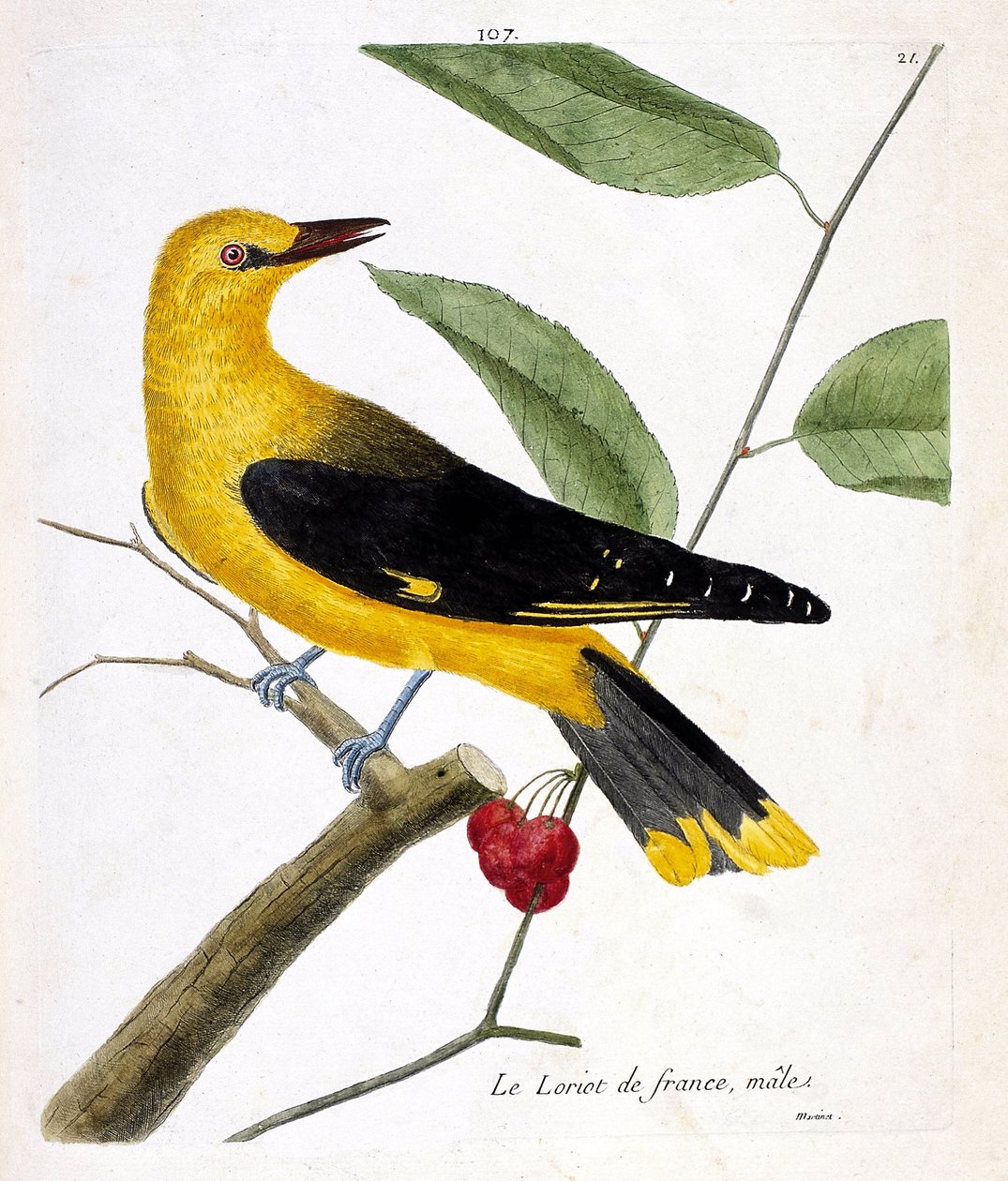 Zoolojik harita (ornitoloji): Bir daldaki erkek Fransız loriot (Avrupa loriot veya oriolus oriolus). Francois Nicolas Martinet (1731-1800) tarafından "Görünen ve Hassas Yönleriyle Boyanmış Kuşların Tarihi" adlı illüstrasyon. özel koleksiyon by Francois Nicolas Martinet