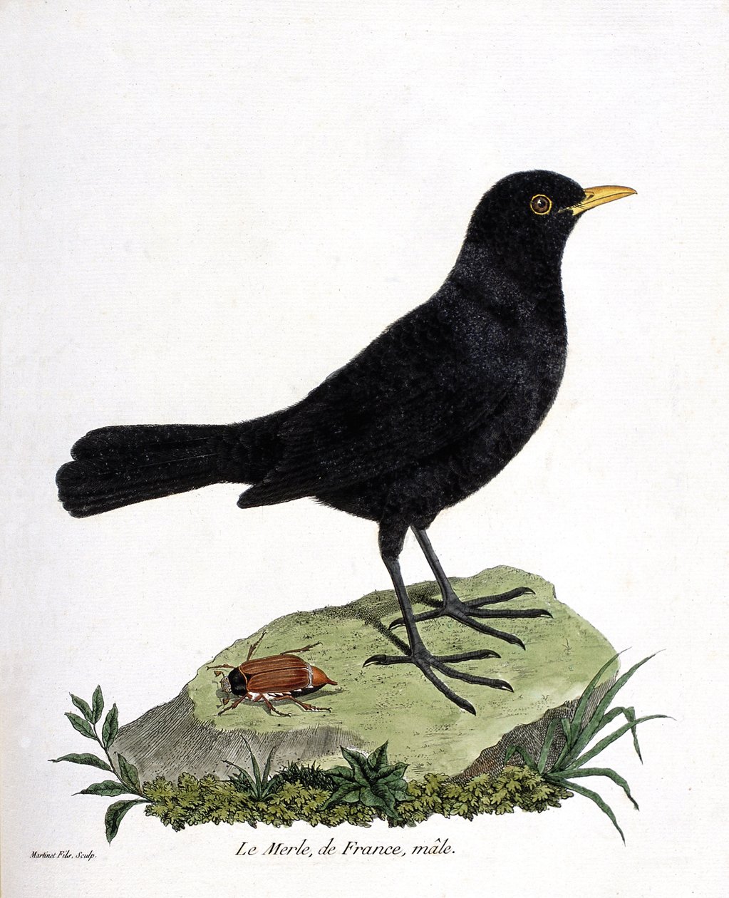 Zoolojik harita (ornitoloji): erkek karatavuk (kara karatavuk veya turdus merula). Francois Nicolas Martinet (1731-1800) tarafından "Görünen ve Hassas Yönleriyle Boyanmış Kuşların Tarihi" adlı illüstrasyon. Özel koleksiyon. by Francois Nicolas Martinet