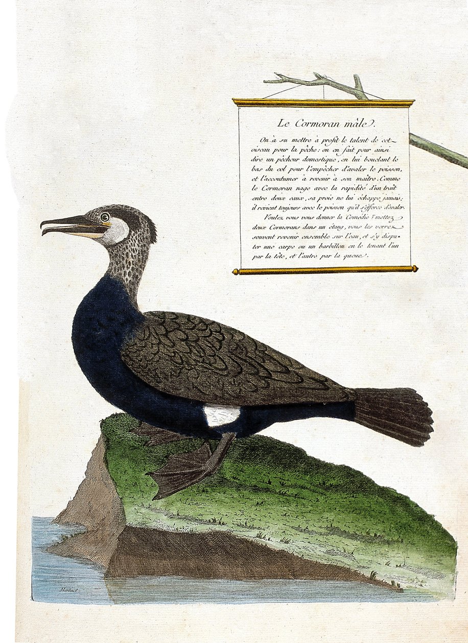 Zoolojik harita (ornitoloji): erkek karabatak (Büyük karabatak veya phalacrocorax carbo). Francois Nicolas Martinet (1731-1800) tarafından "Görünen ve Hassas Yönleriyle Boyanmış Kuşların Tarihi" adlı illüstrasyon. Özel koleksiyon. by Francois Nicolas Martinet