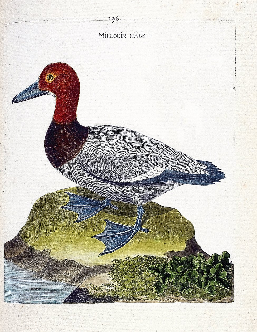Zoolojik harita (ornitoloji): erkek milouin (scaup veya Aythia ferina). Francois Nicolas Martinet (1731-1800) tarafından "Görünen ve Hassas Yönleriyle Boyanmış Kuşların Tarihi" adlı illüstrasyon. Özel koleksiyon. by Francois Nicolas Martinet