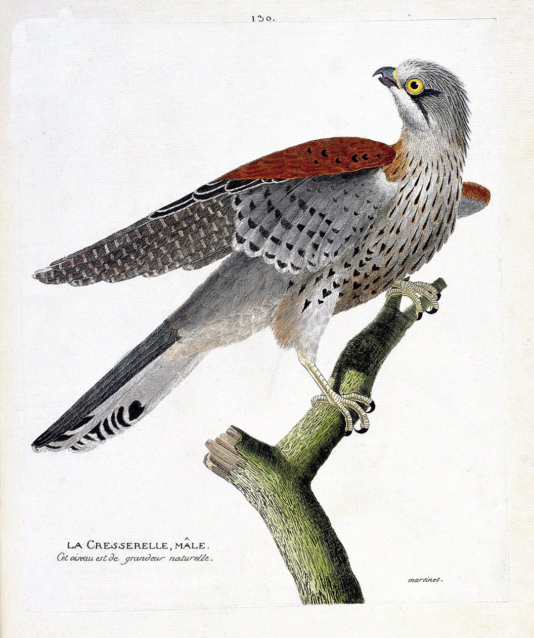 Zoolojik harita (ornitoloji): Bir daldaki erkek su teresi (şahin veya şahin tinnunculus). Francois Nicolas Martinet (1731-1800) tarafından "Görünen ve Hassas Yönleriyle Boyanmış Kuşların Tarihi" adlı illüstrasyon. Özel koleksiyon. by Francois Nicolas Martinet