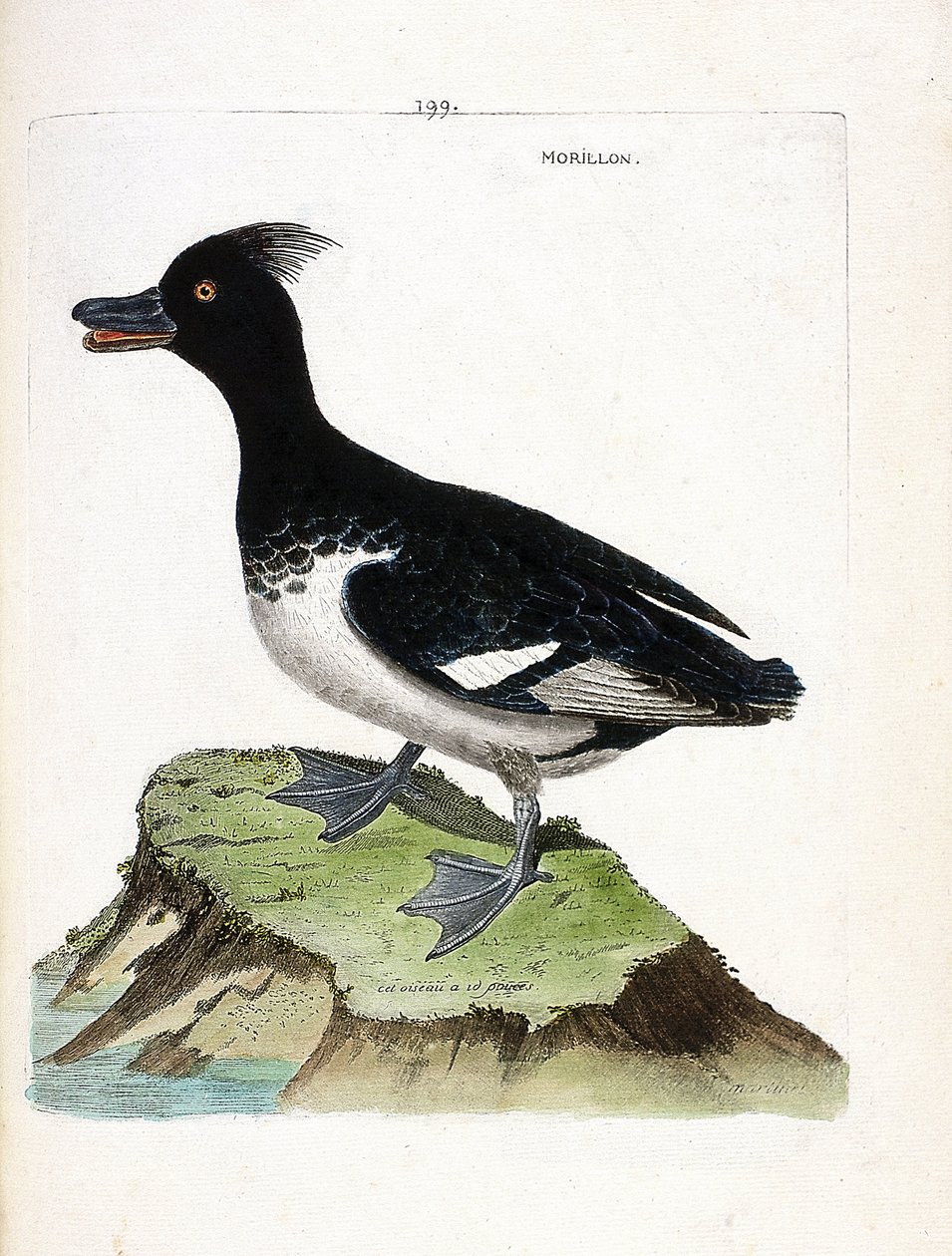 Zoolojik harita (ornitoloji): morillon (Scaup morillon veya Aythia fuligula). Francois Nicolas Martinet (1731-1800) tarafından "Görünen ve Hassas Yönleriyle Boyanmış Kuşların Tarihi" adlı illüstrasyon. Özel koleksiyon. by Francois Nicolas Martinet