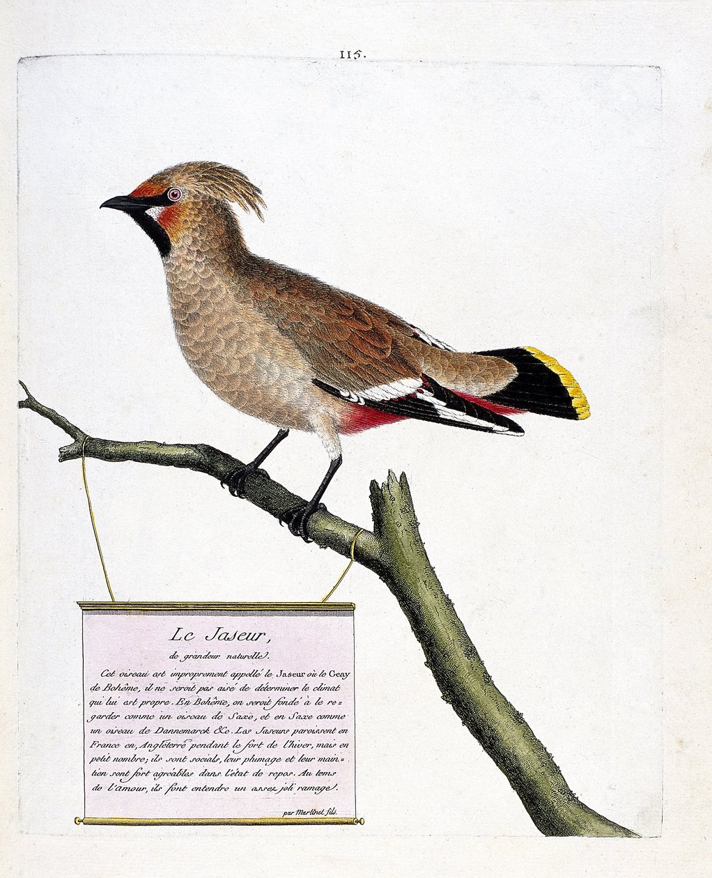 Zoolojik çizelge (ornitoloji): bir daldaki doğal boyutlu jasper veya boreal jasper (bombycilla garrulus). Francois Nicolas Martinet (1731-1800) tarafından "Görünen ve Hassas Yönleriyle Boyanmış Kuşların Tarihi" adlı illüstrasyon. özel col by Francois Nicolas Martinet