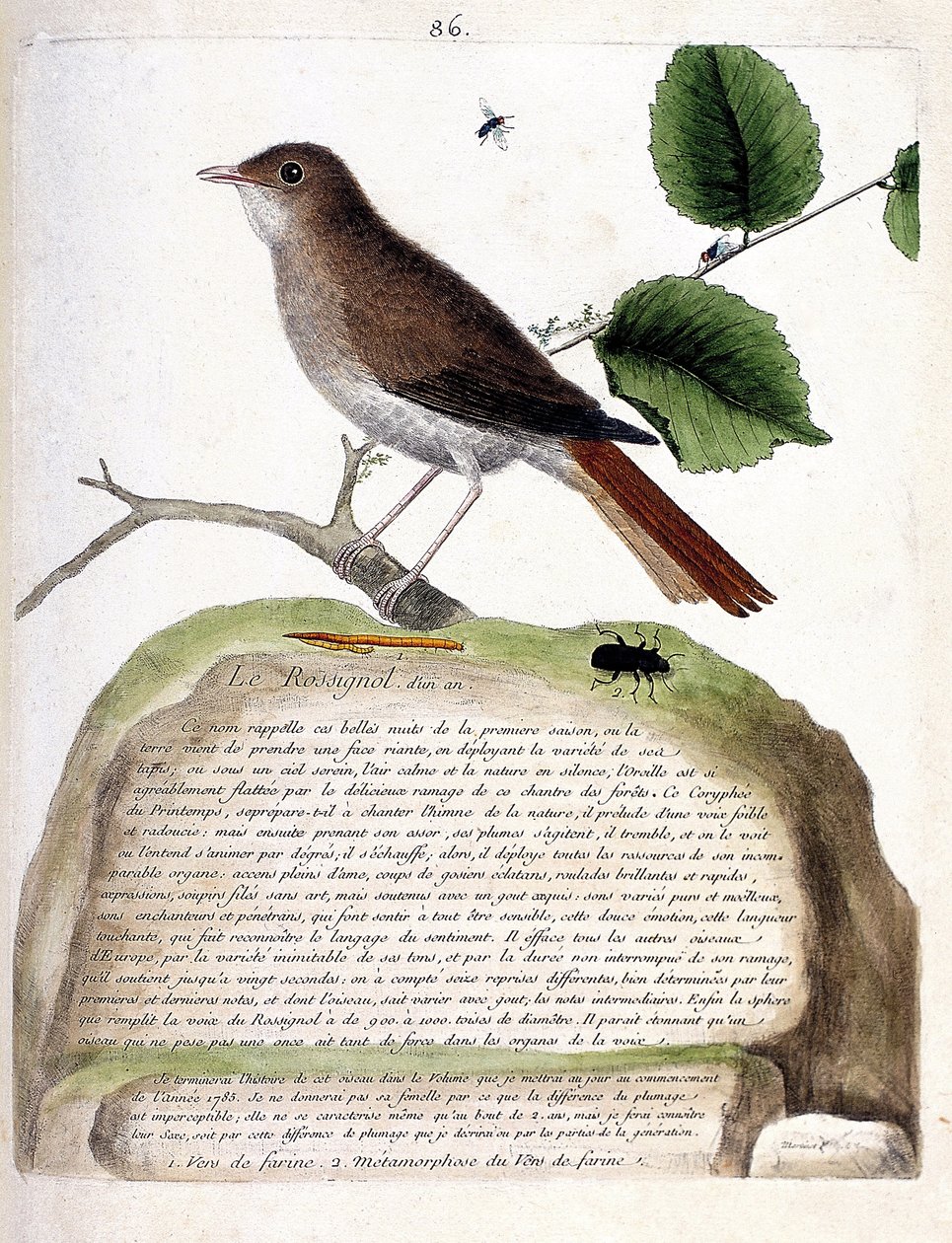 Zoolojik çizelge (ornitoloji): bir daldaki bir yaşındaki bülbül (bülbül veya luscinia megarhynchos). Francois Nicolas Martinet (1731-1800) tarafından "Görünen ve Hassas Yönleriyle Boyanmış Kuşların Tarihi" adlı illüstrasyon. Özel by Francois Nicolas Martinet