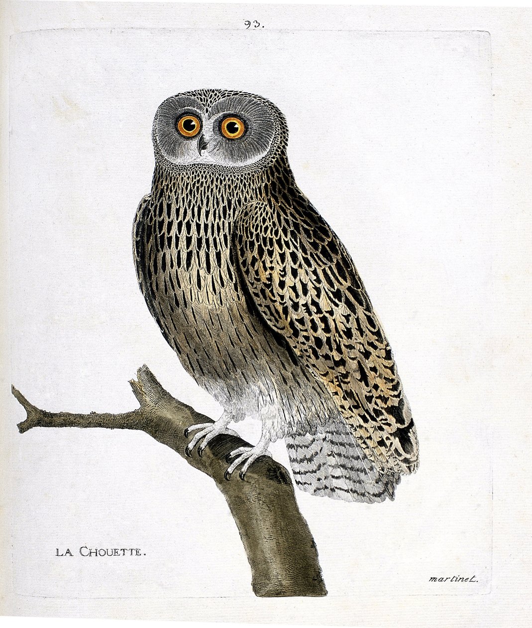 Zoolojik harita (ornitoloji): Bir daldaki baykuş (hulotte baykuş veya strix aluco). Francois Nicolas Martinet (1731-1800) tarafından "Görünen ve Hassas Yönleriyle Boyanmış Kuşların Tarihi" adlı illüstrasyon. Özel koleksiyon. by Francois Nicolas Martinet