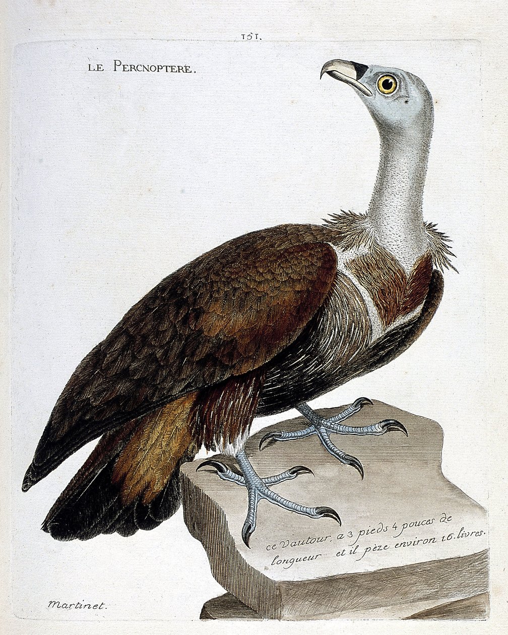 Zoolojik çizelge (ornitoloji): percnoptere (kara akbaba veya fulvus gyps). Francois Nicolas Martinet (1731-1800) tarafından "Görünen ve Hassas Yönleriyle Boyanmış Kuşların Tarihi" adlı illüstrasyon. Özel koleksiyon. by Francois Nicolas Martinet