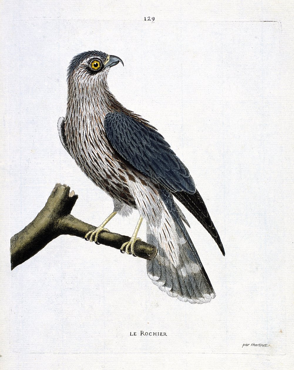 Zoolojik harita (ornitoloji): bir daldaki kaya (emerillon falcon veya falco colombarius). Francois Nicolas Martinet (1731-1800) tarafından "Görünen ve Hassas Yönleriyle Boyanmış Kuşların Tarihi" adlı illüstrasyon. Özel koleksiyon. by Francois Nicolas Martinet
