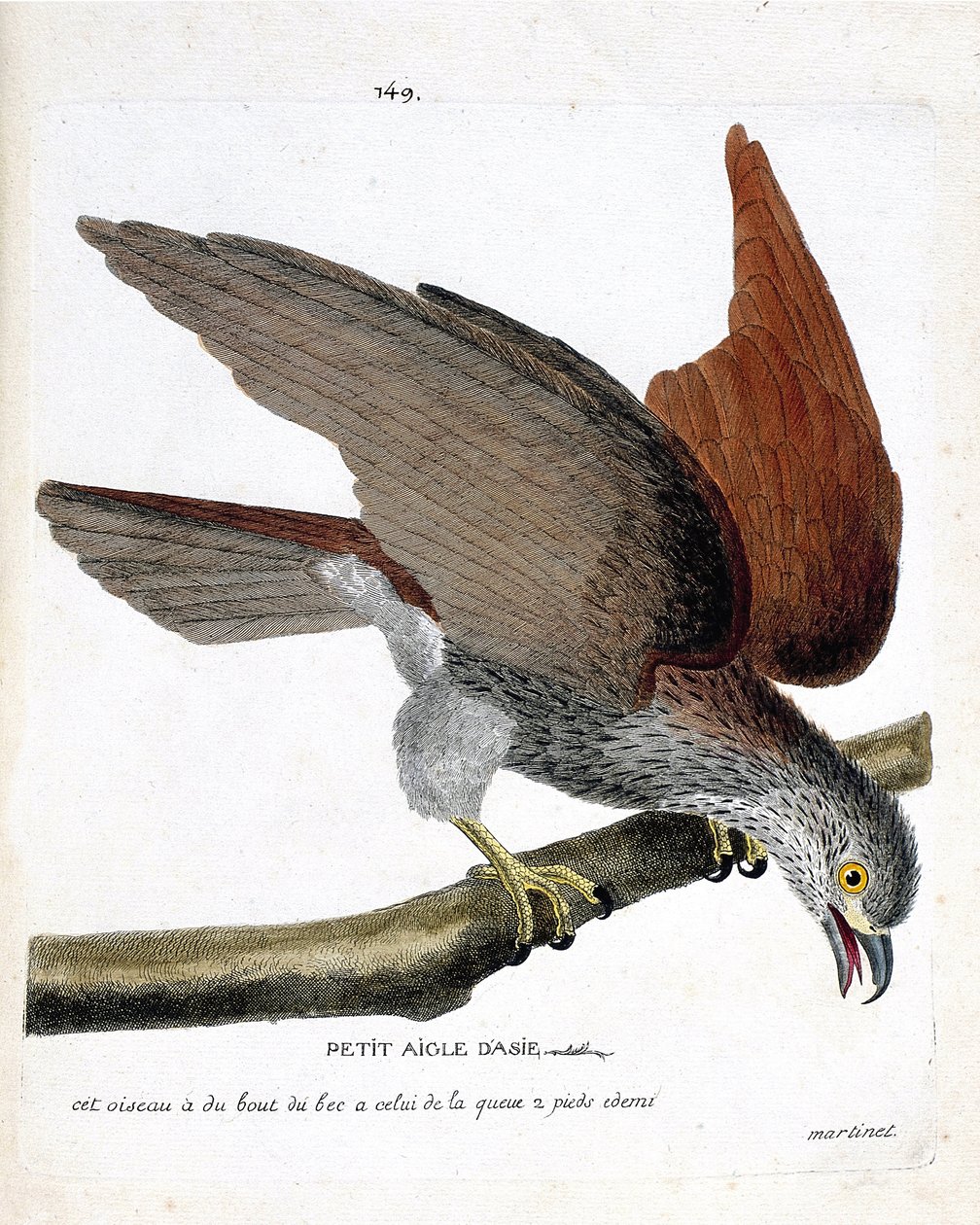 Zoolojik harita (ornitoloji): Bir daldaki küçük Asya kartalı (sacre veya haliastur indus). Francois Nicolas Martinet (1731-1800) tarafından "Görünen ve Hassas Yönleriyle Boyanmış Kuşların Tarihi" adlı illüstrasyon. Özel koleksiyon. by Francois Nicolas Martinet
