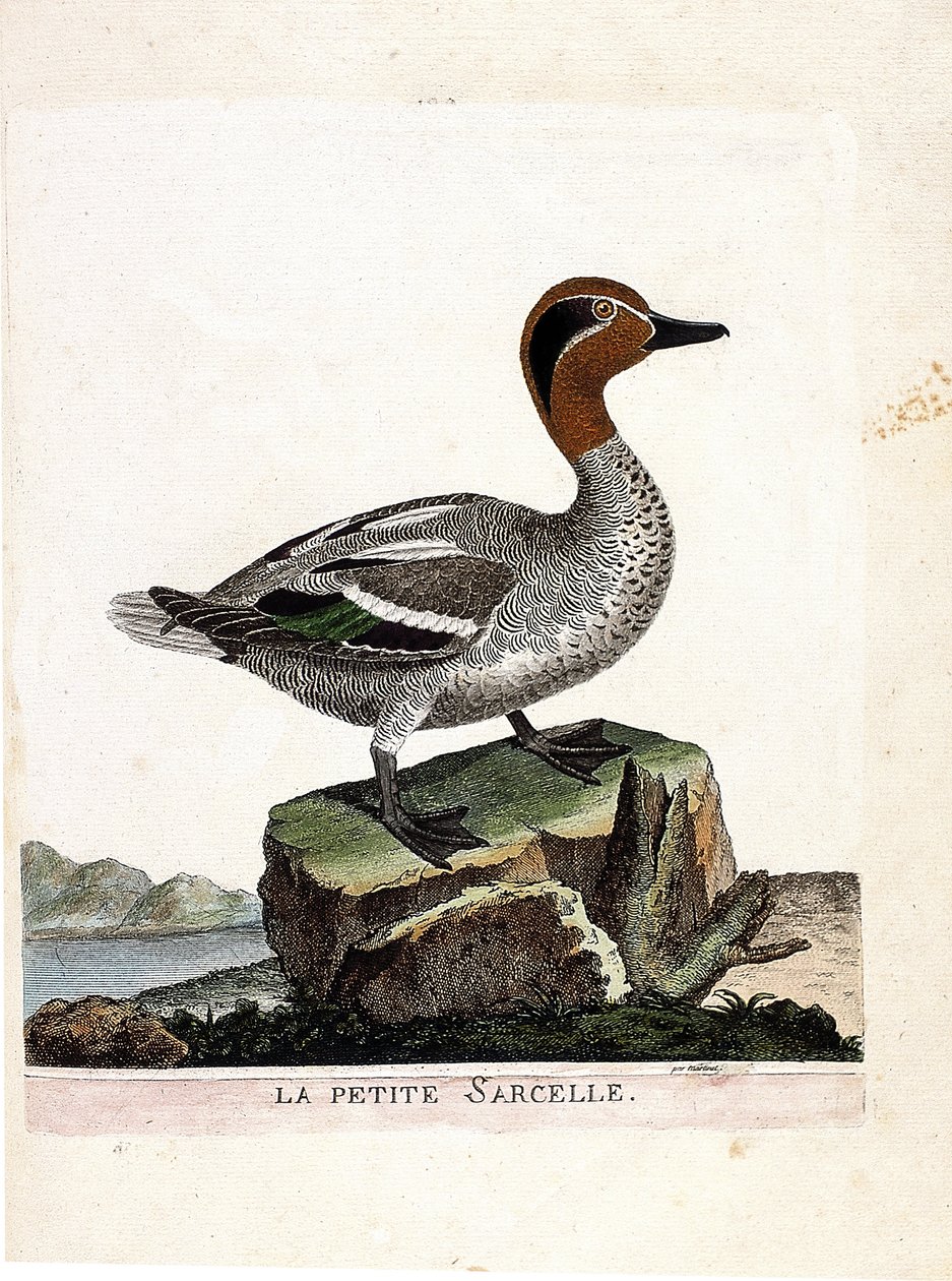 Zoolojik harita (ornitoloji): küçük deniz mavisi (kış deniz mavisi veya anas crecca). Francois Nicolas Martinet (1731-1800) tarafından "Görünen ve Hassas Yönleriyle Boyanmış Kuşların Tarihi" adlı illüstrasyon. Özel koleksiyon. by Francois Nicolas Martinet