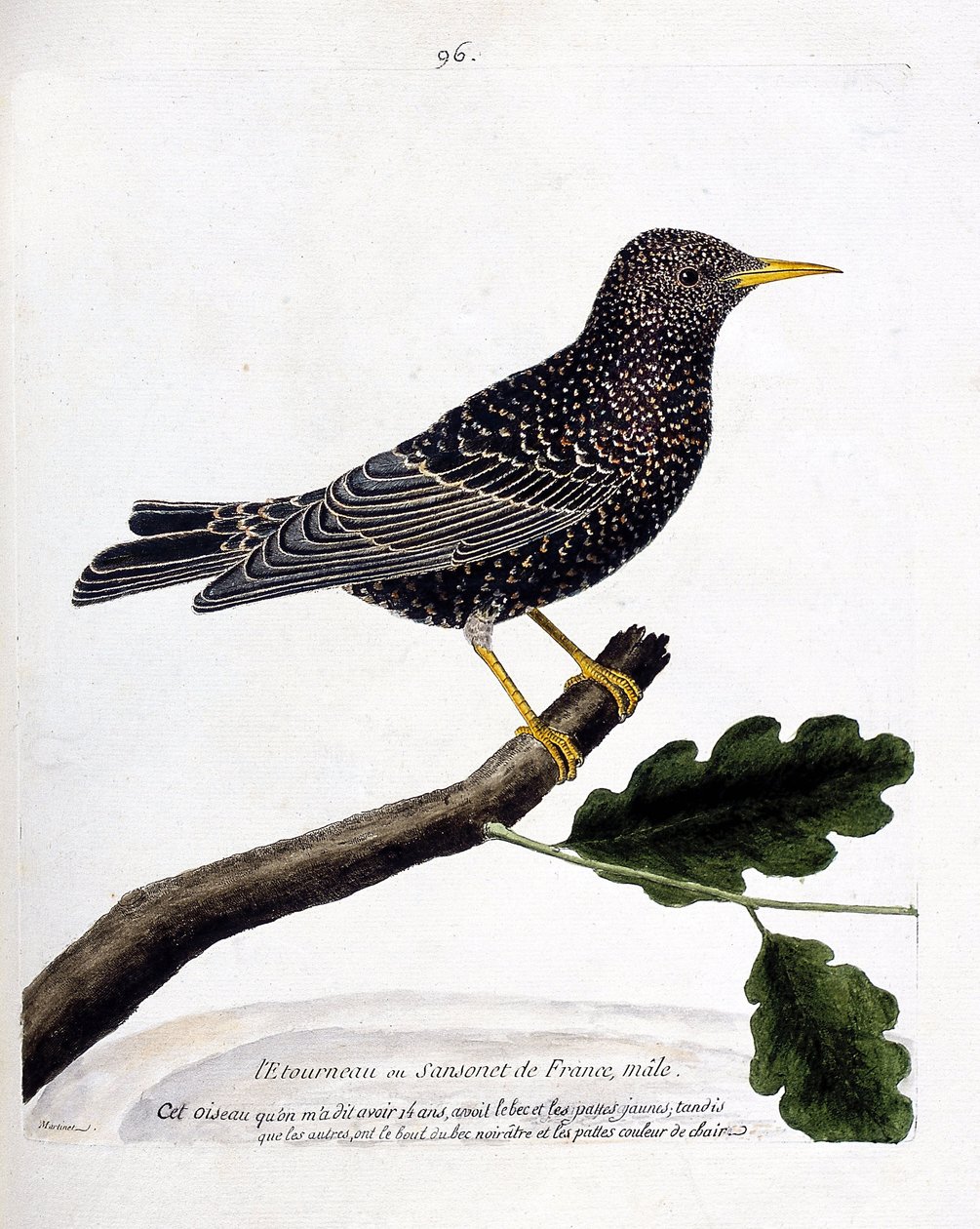 Zoolojik harita (ornitoloji): Bir daldaki sığırcık veya sansonet (sığırcık veya sturnus vulgaris). Francois Nicolas Martinet (1731-1800) tarafından "Görünen ve Hassas Yönleriyle Boyanmış Kuşların Tarihi" adlı illüstrasyon. Özel koleksiyon. by Francois Nicolas Martinet
